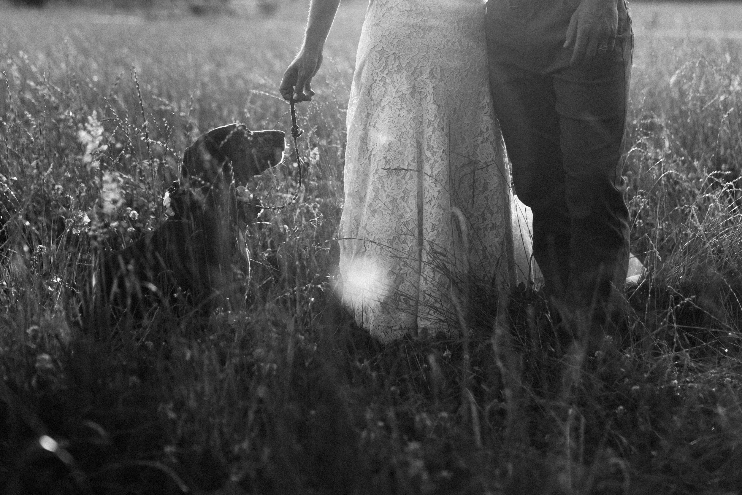 Wedding Pets
