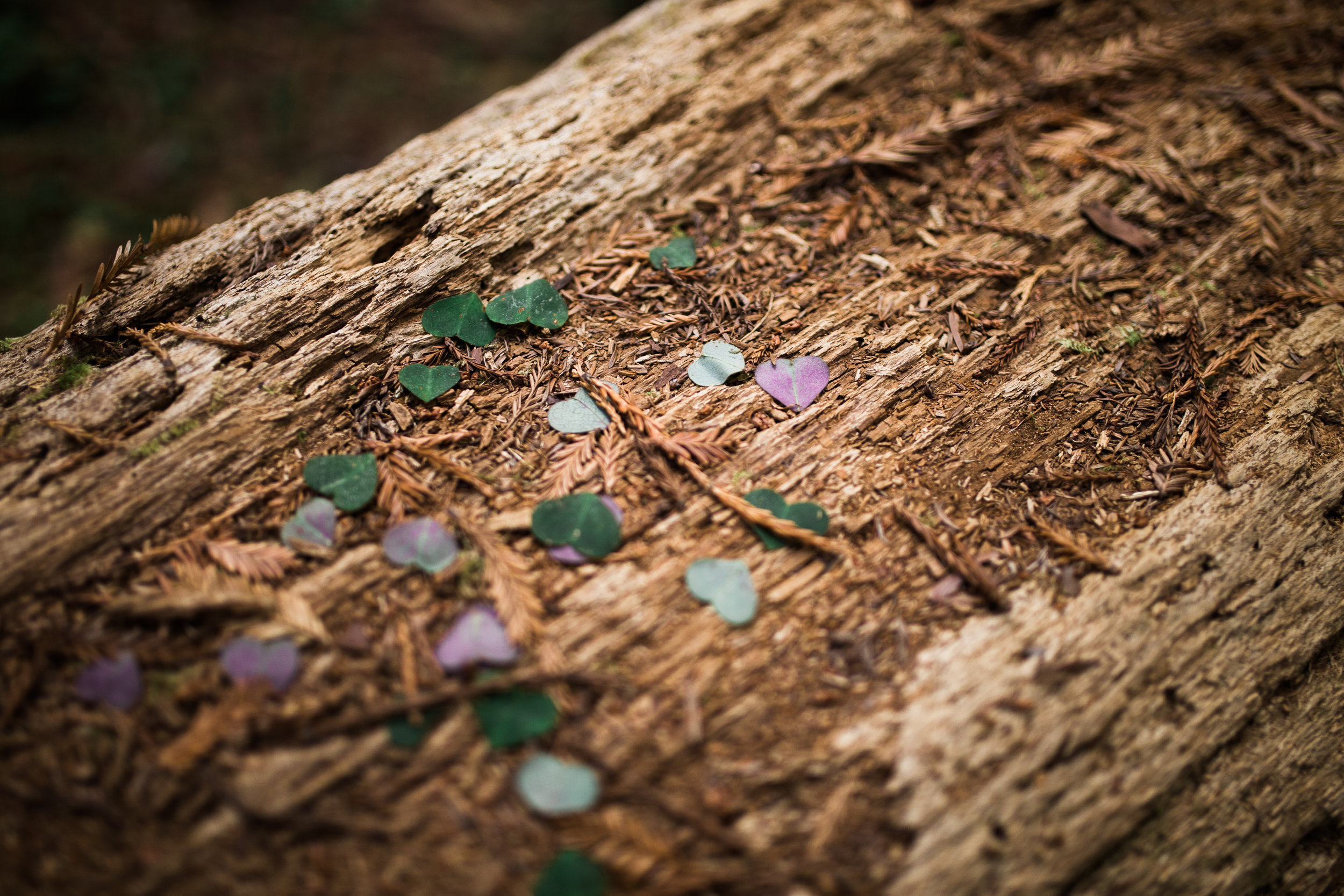 Adams Redwood Wedding B&G Portrait-117.jpg