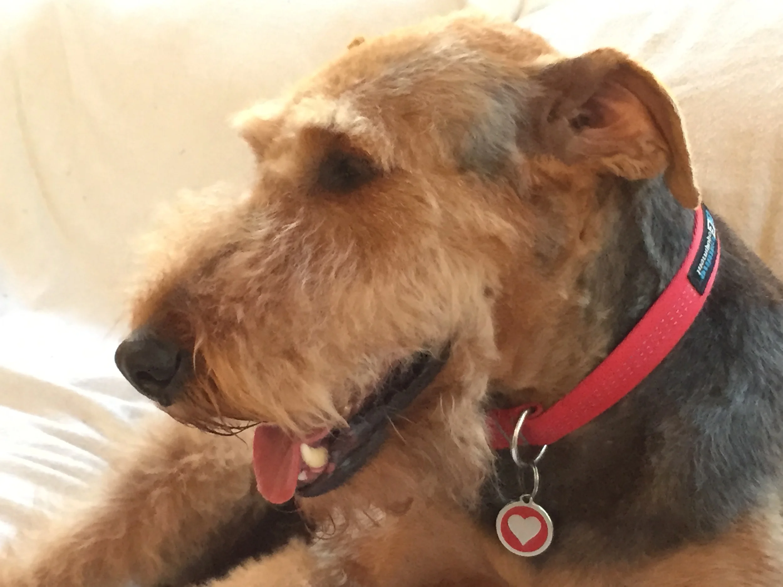 Ruby, hard at work on the sofa in Lauryn's studio.