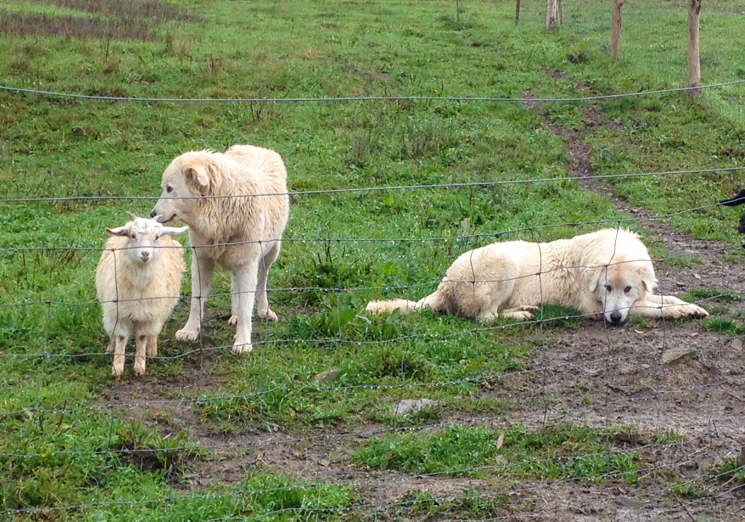 Guard dogs with cashmere sheep.