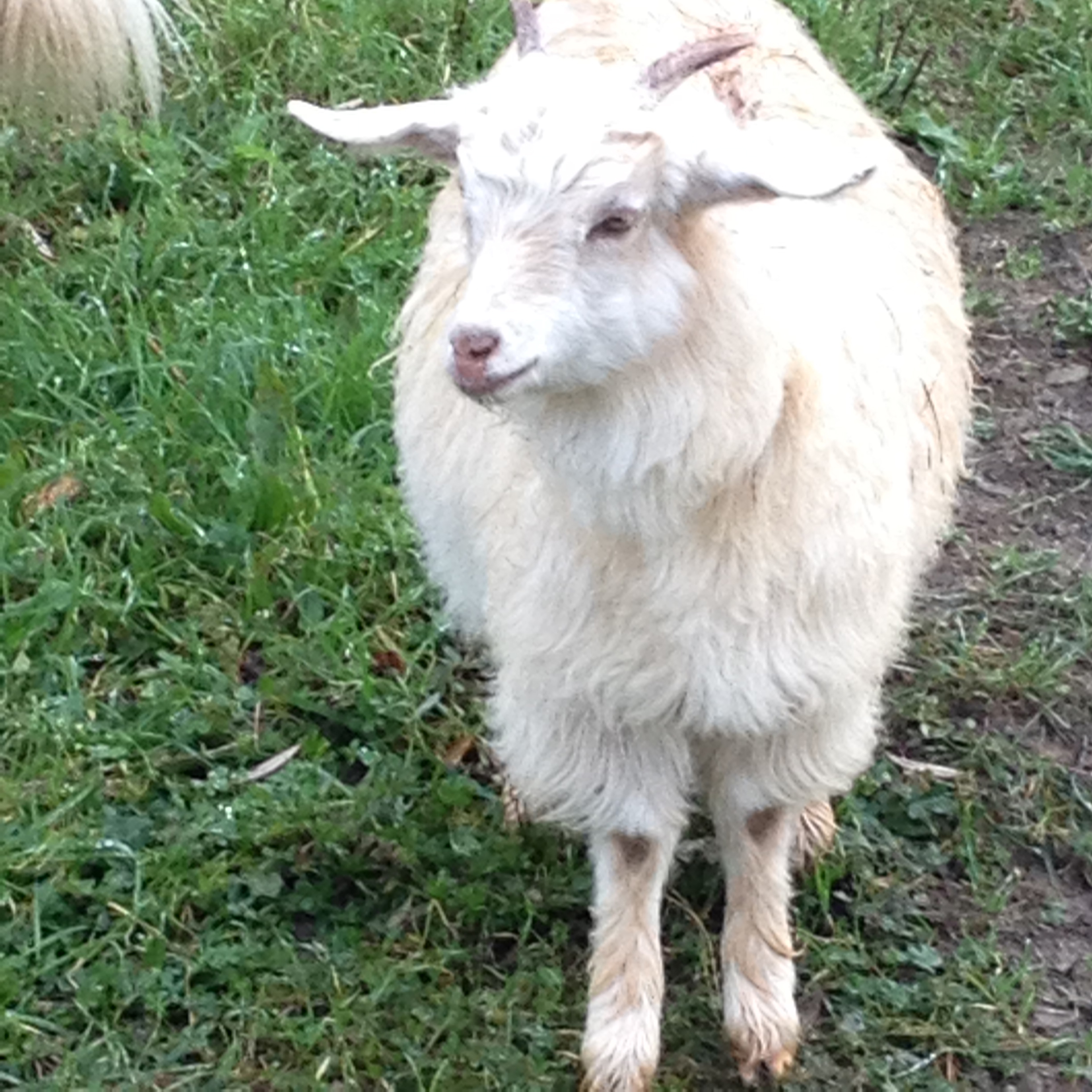 Cashmere goat.