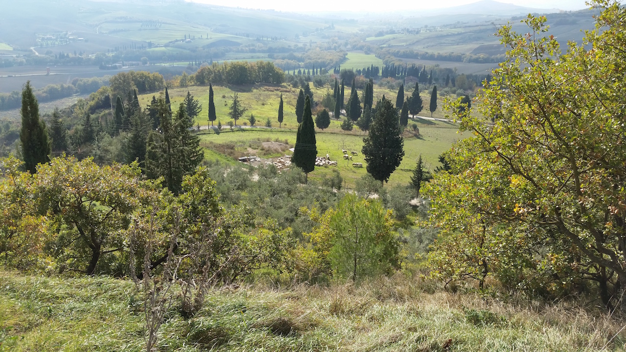The view from our cheese tasting,and in the distance the sheep who produce the milk