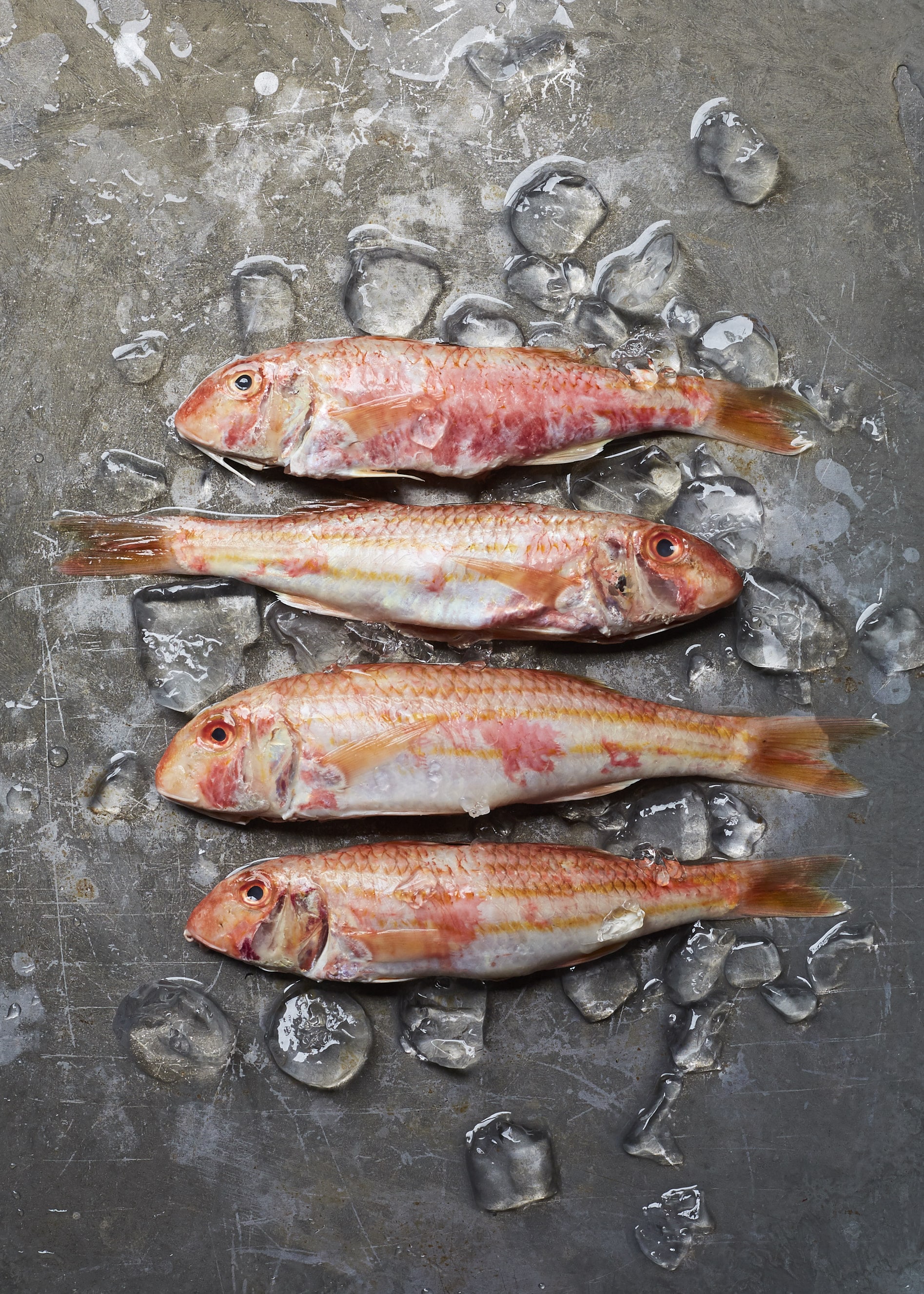 RedMullet_VeerleEvens_13 5x7-min.jpg