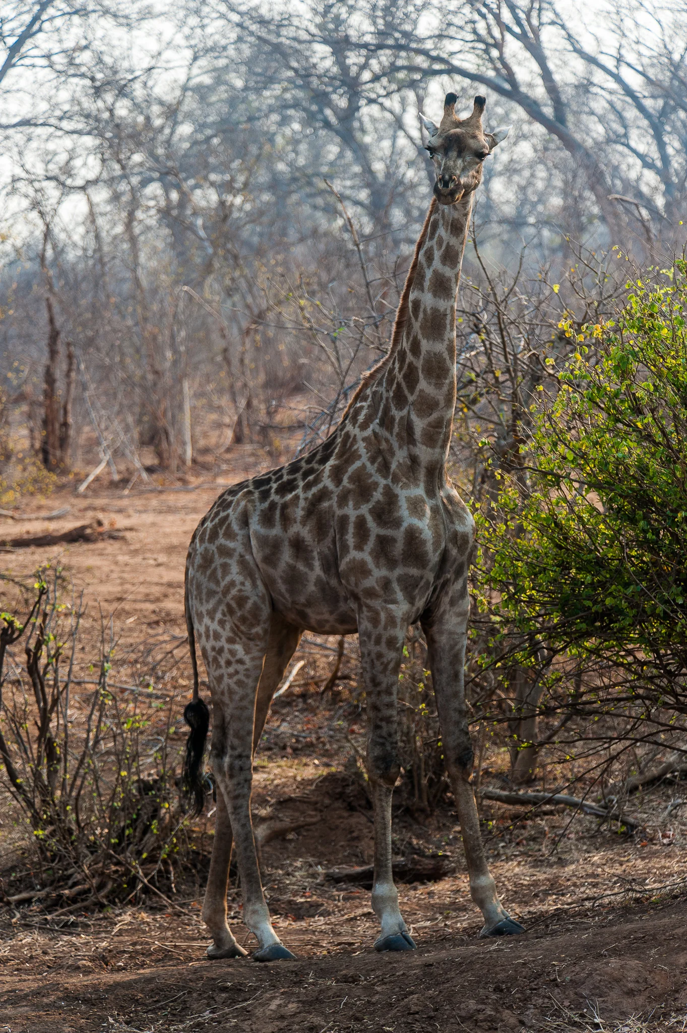 Giraffe, Chobe NP, Botswana
