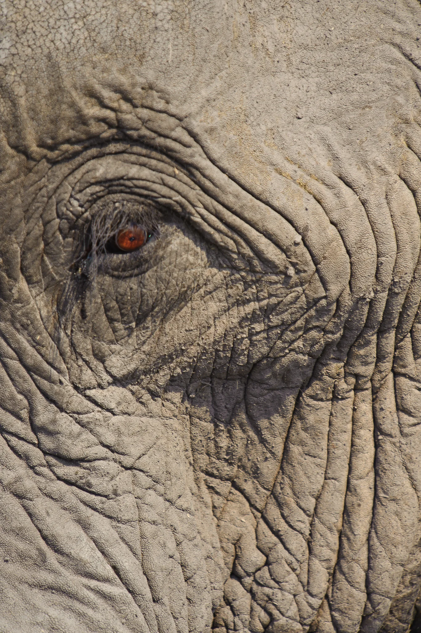 An Eye, Chobe NP, Botswana