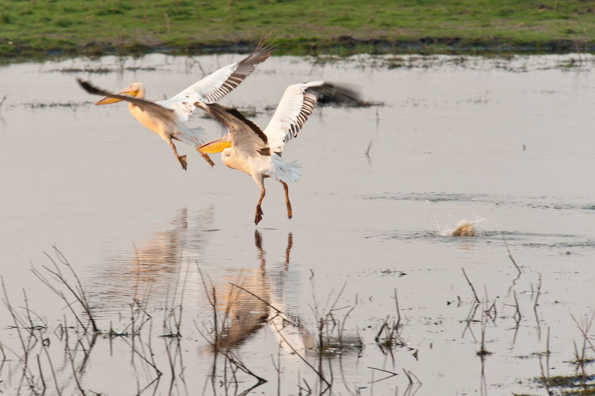 Pelicans, Chobe NP, Botswana