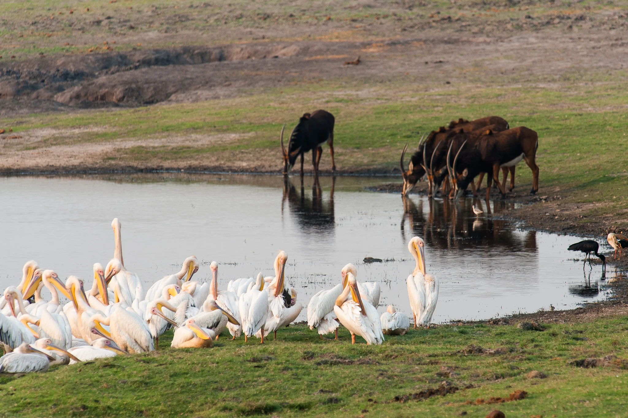 Pelicans and Sable Antelopes, Chobe NP, Botswana