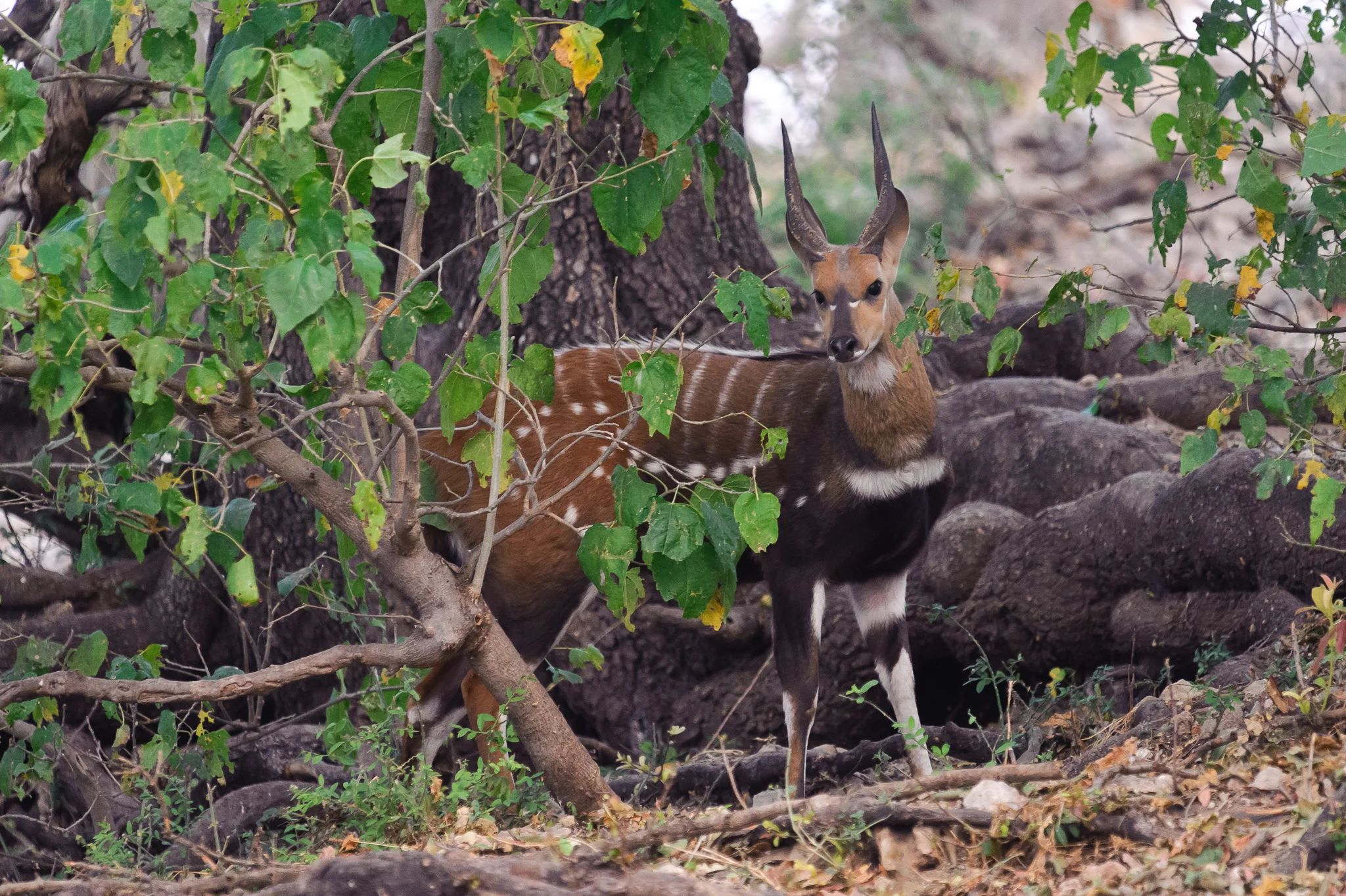 Bushbuck, Chobe NP, Botswana