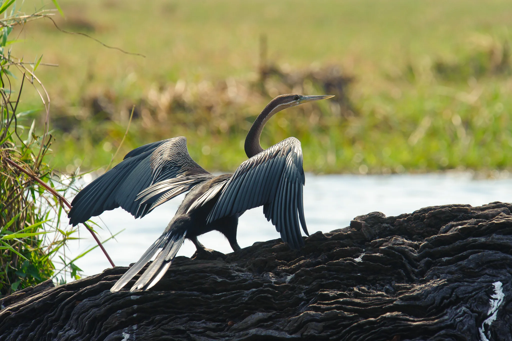 African Darter, Chobe NP, Botswana