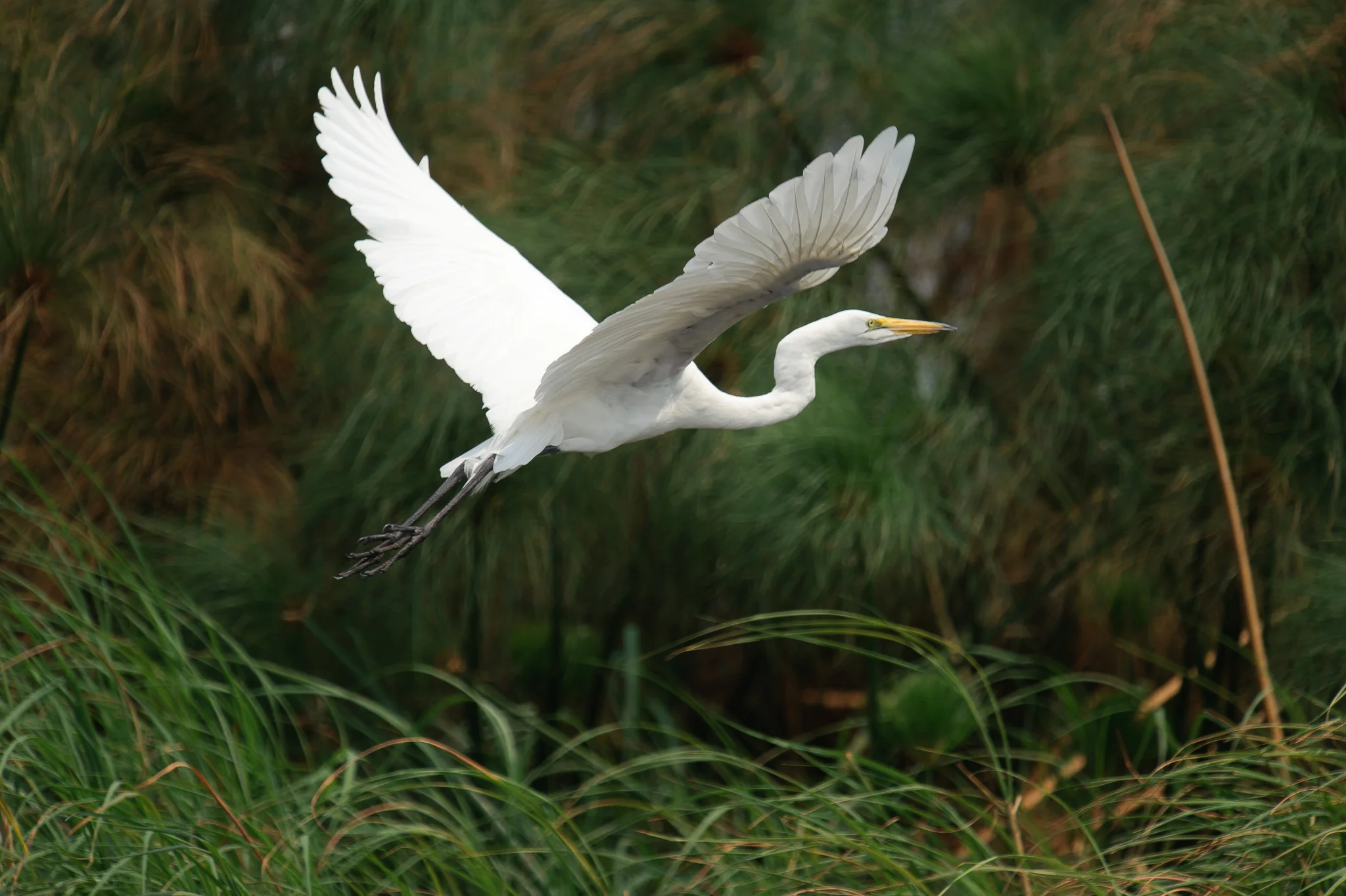 Great White Egret, Zambezi River, Chobe NP, Botswana