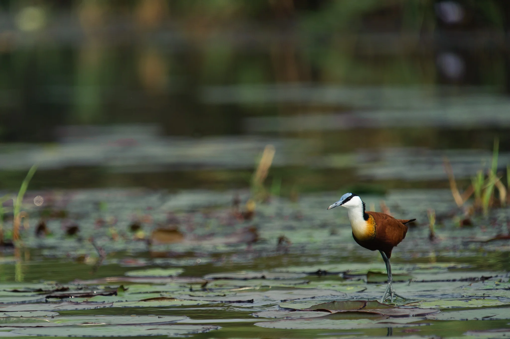 African Jacana, Zambezi River, Chobe NP, Botswana