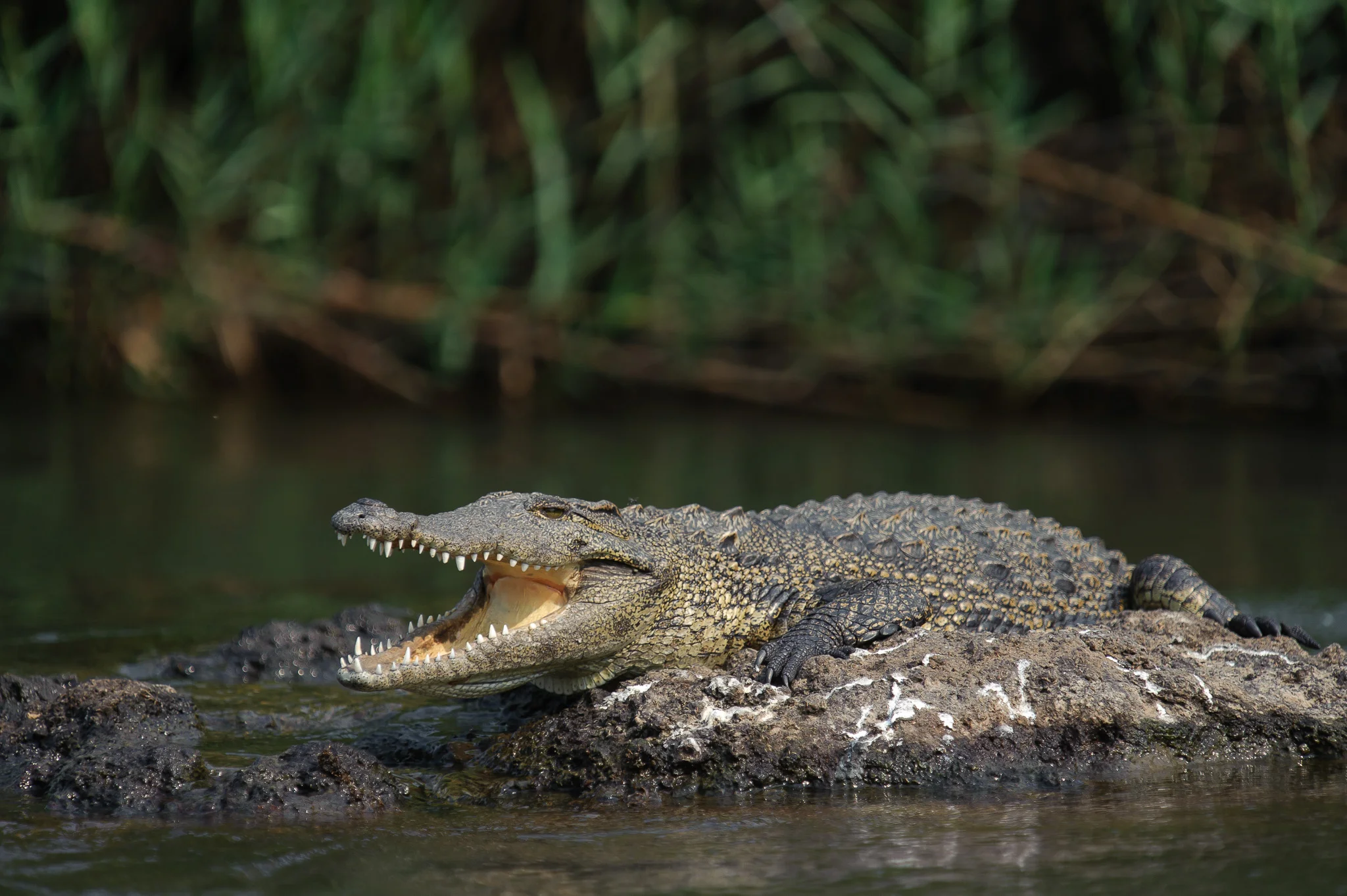 Nile Crocodile, Chobe NP, Botswana