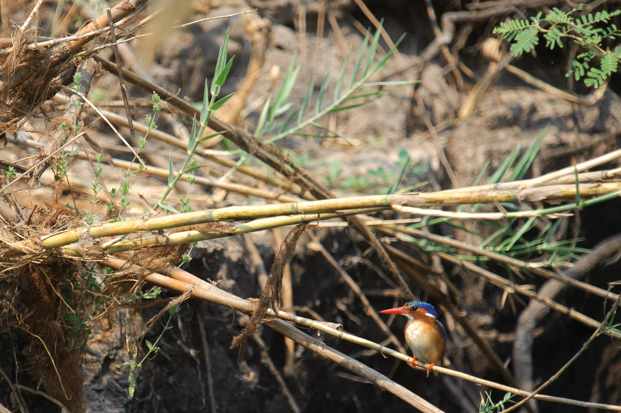 Malachite Kingfisher, Zambezi River, Chobe NP, Botswana
