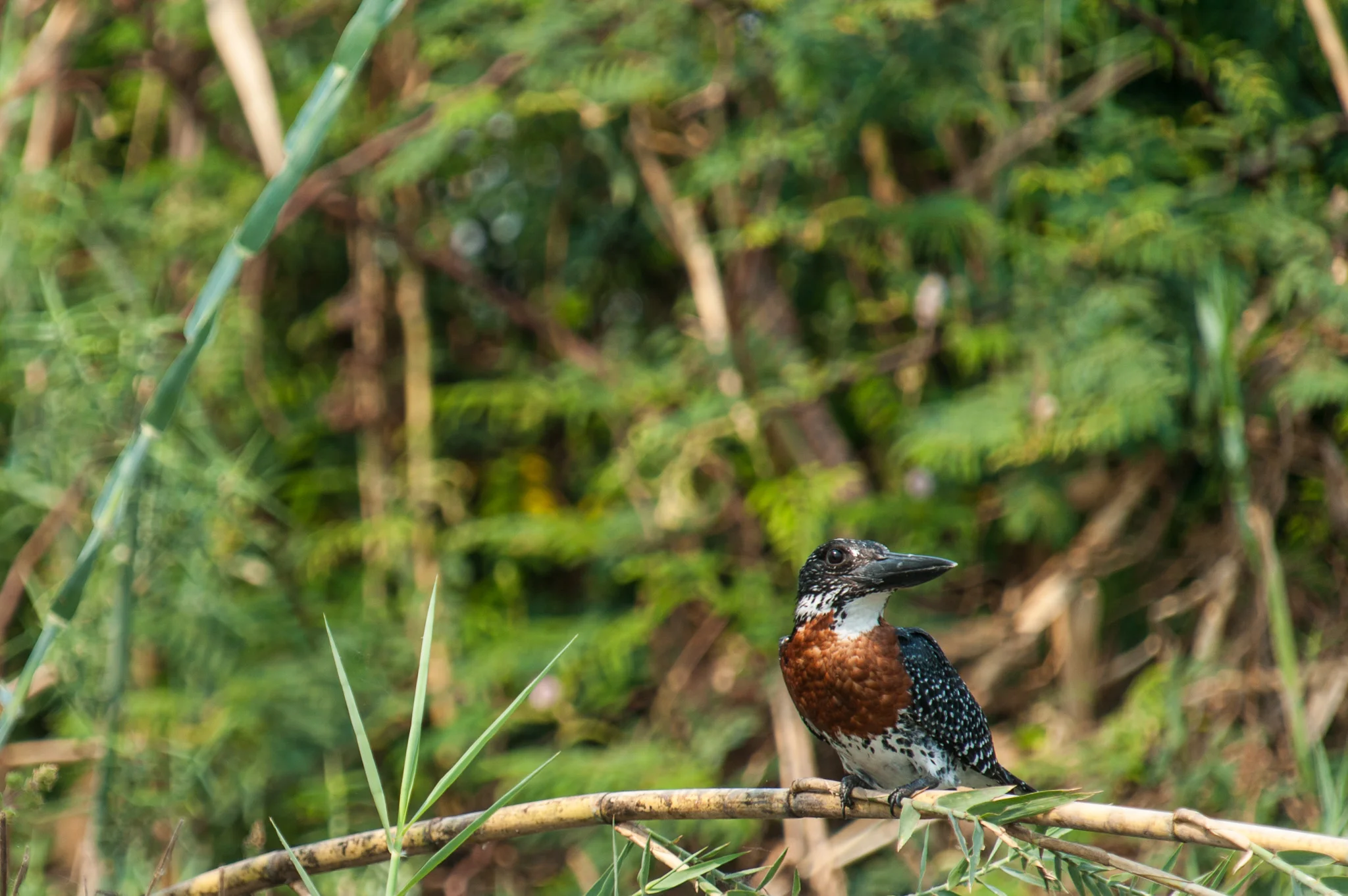 Male Giant Kingfisher, Zambezi River, Chobe NP, Botswana