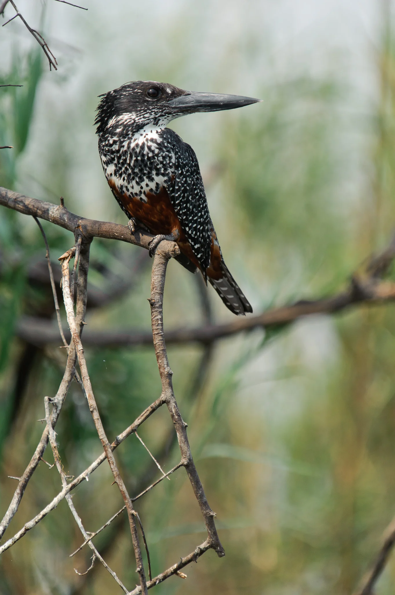 Female Giant Kingfisher, Zambezi River, Chobe NP, Botswana