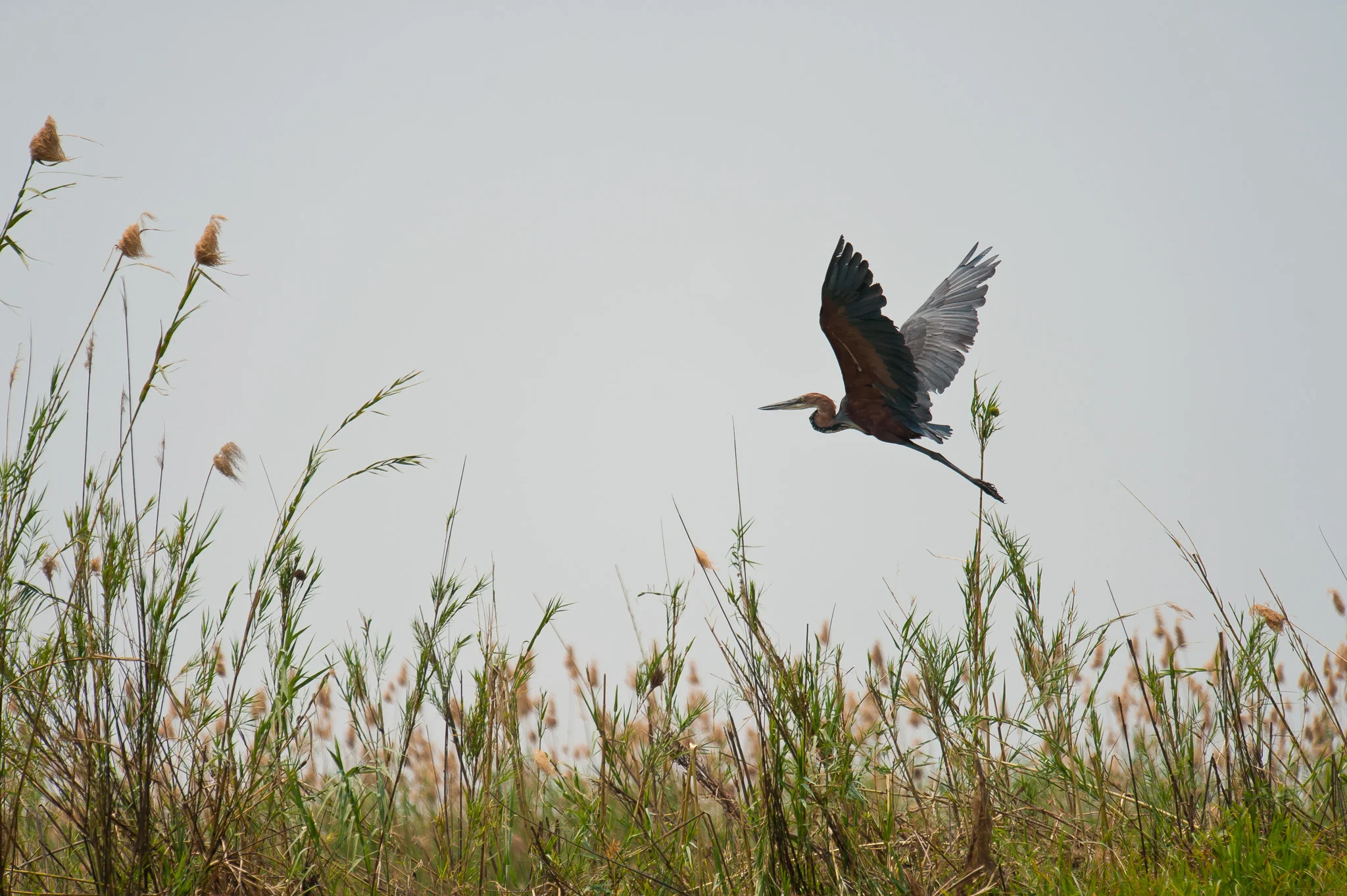 Goliath Heron, Zambezi River, Chobe NP, Botswana