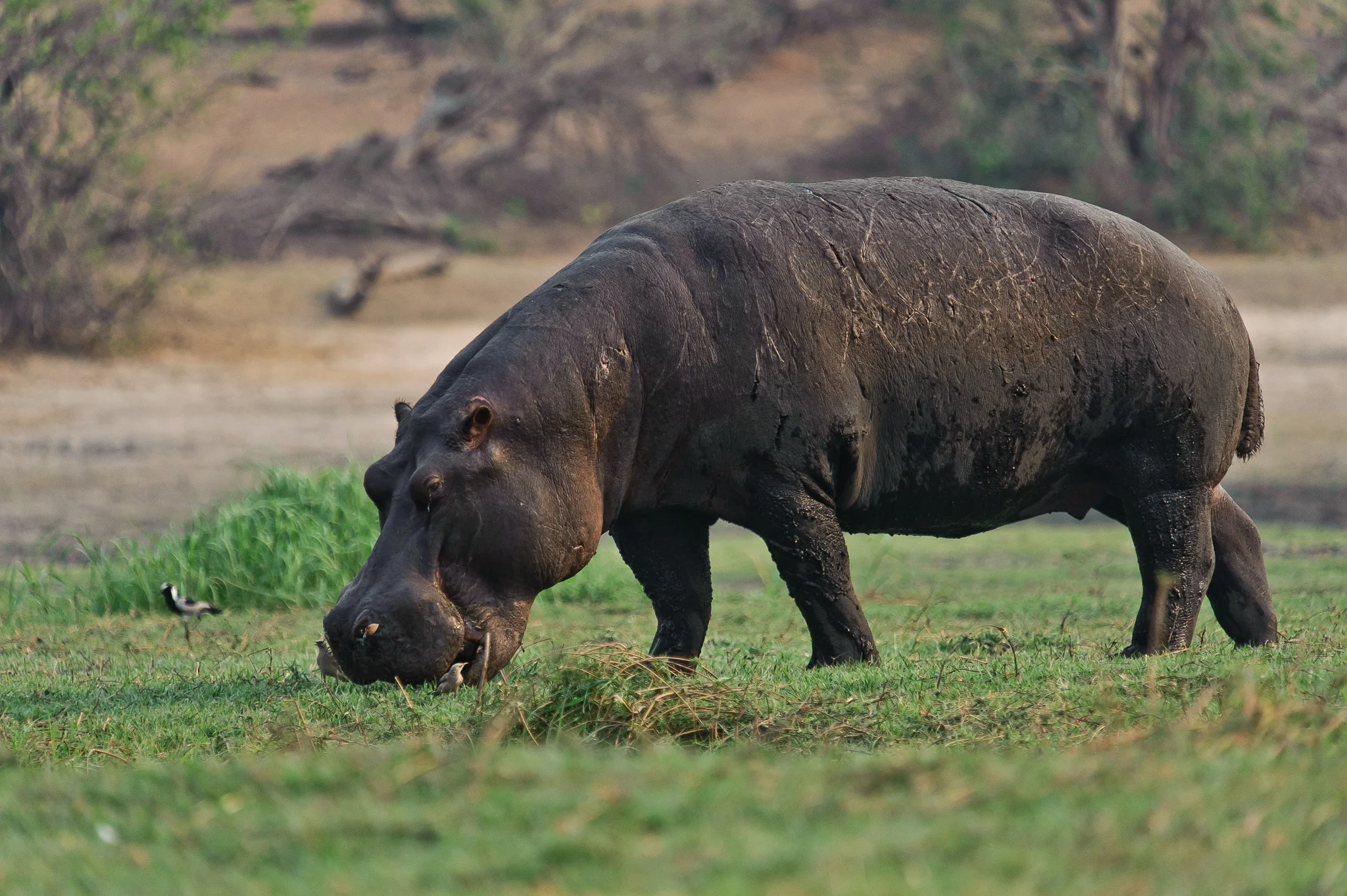 Hippopotamus, Chobe River, Chobe NP, Botswana