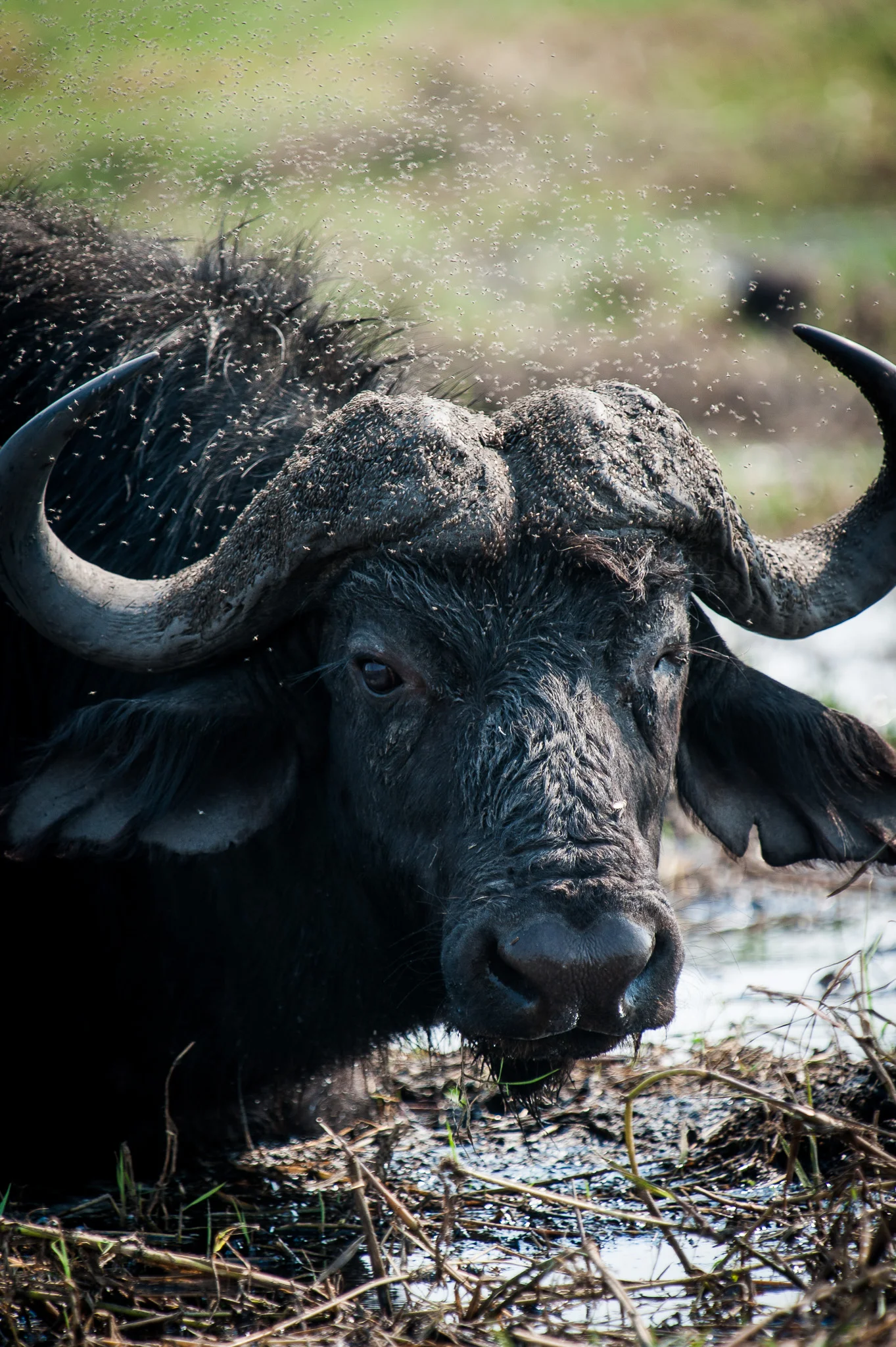 Buffalo, Chobe NP, Botswana