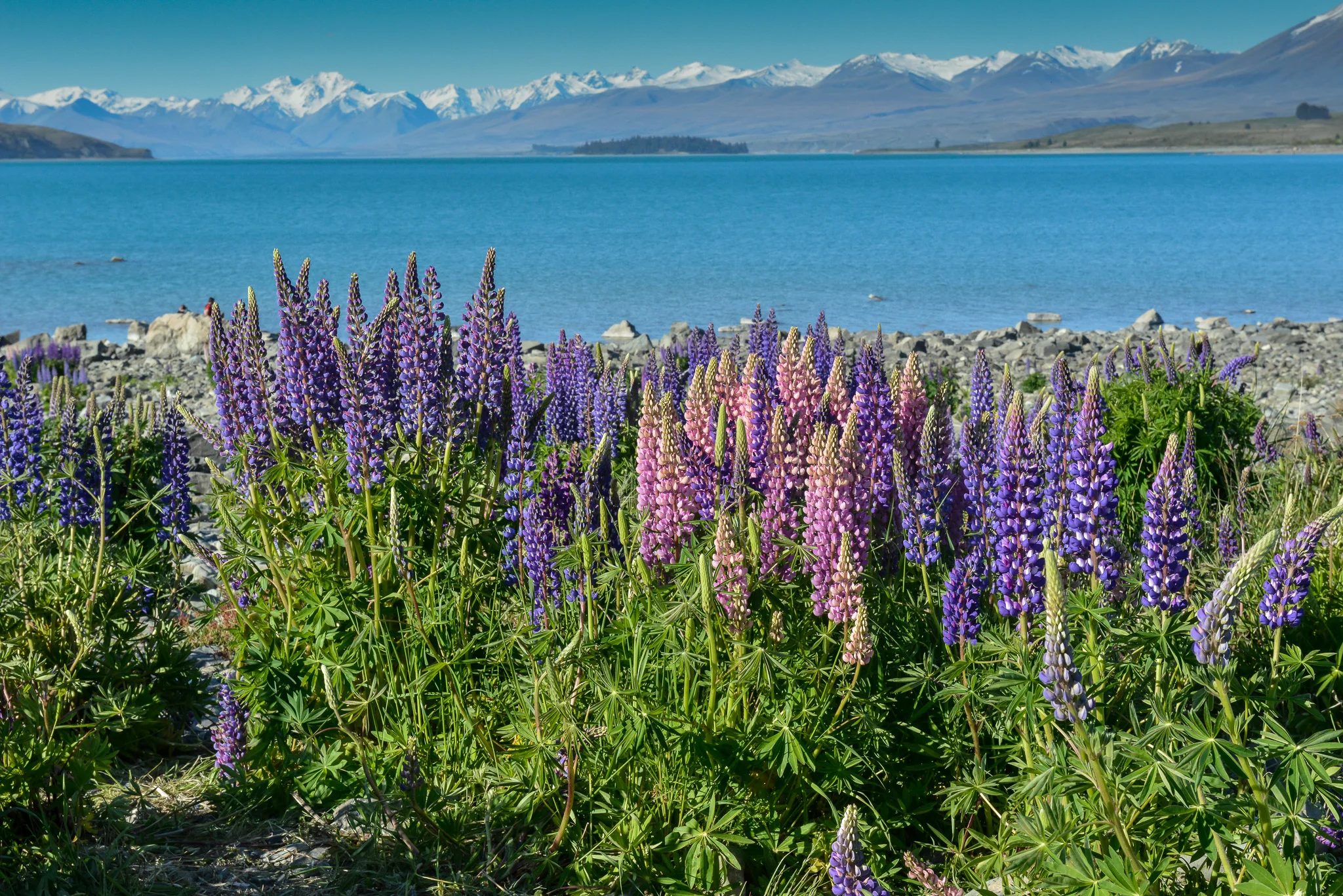 Lake Tekapo, South Island, New Zealand