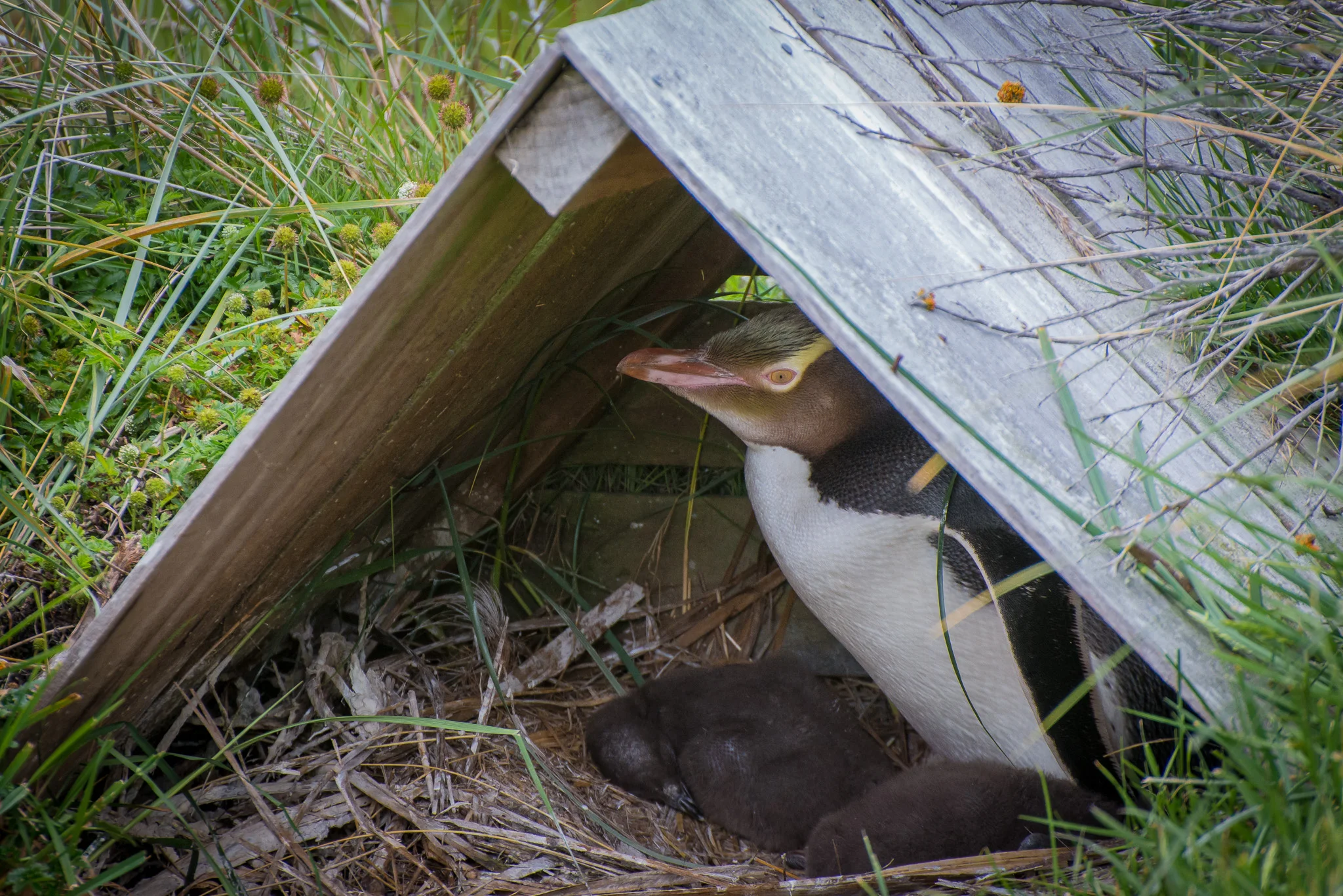 Yellow Eyed Penguins, Harington Point, South Island, New Zealand