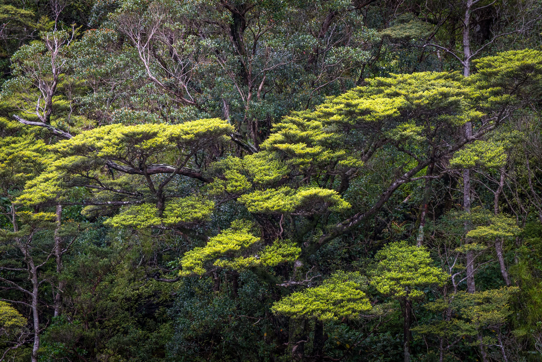 Doubful Sound, Fiordland NP. New Zealand