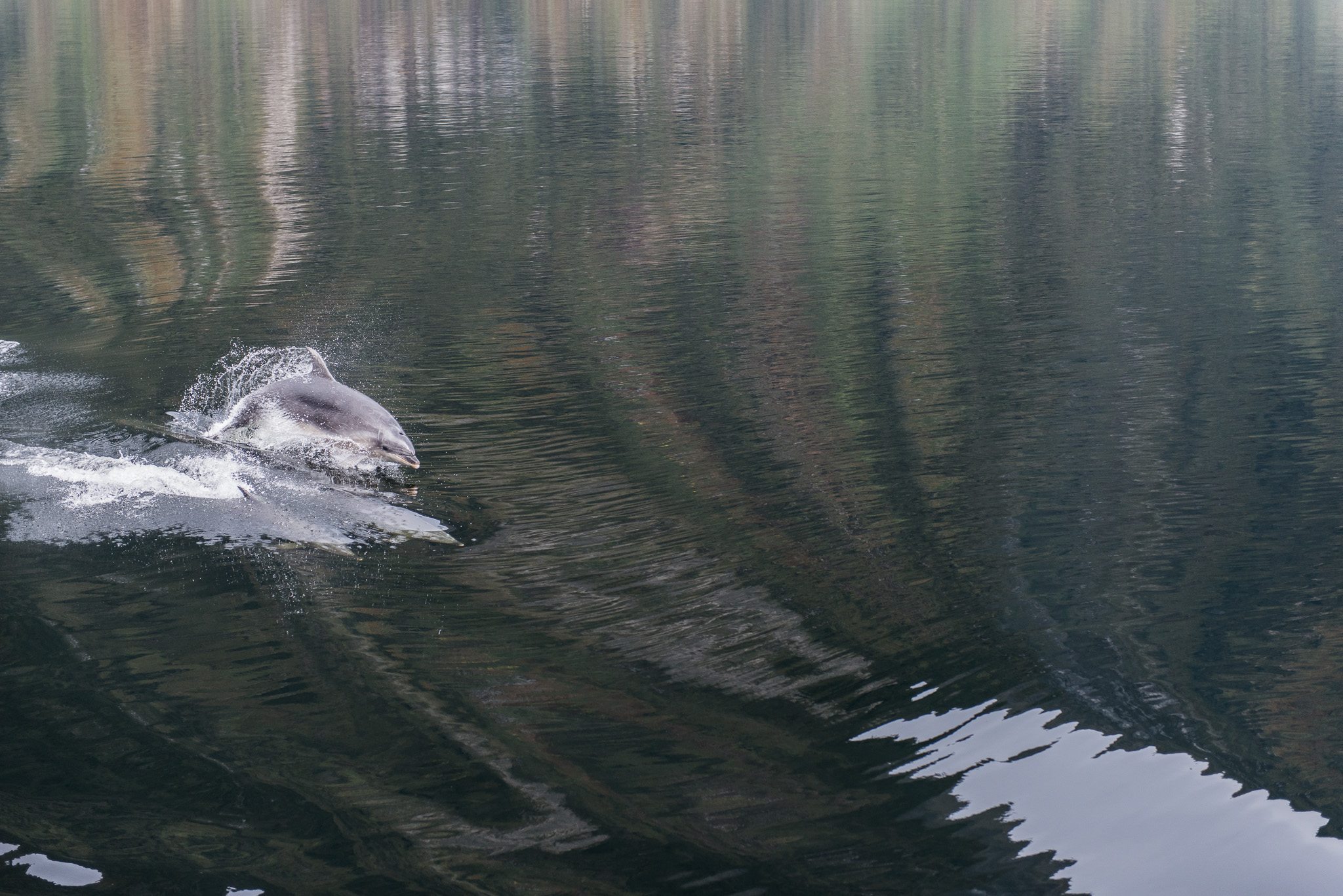 Bottlenose Dolphins, Doubful Sound, Fiordland NP. New Zealand