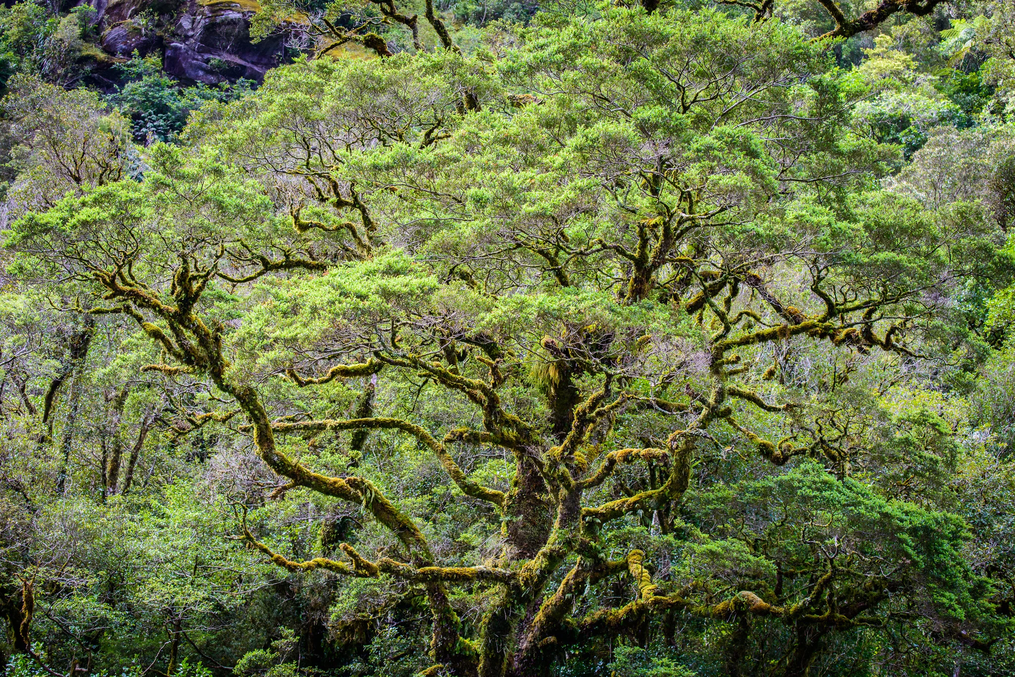 Doubful Sound, Fiordland NP. New Zealand