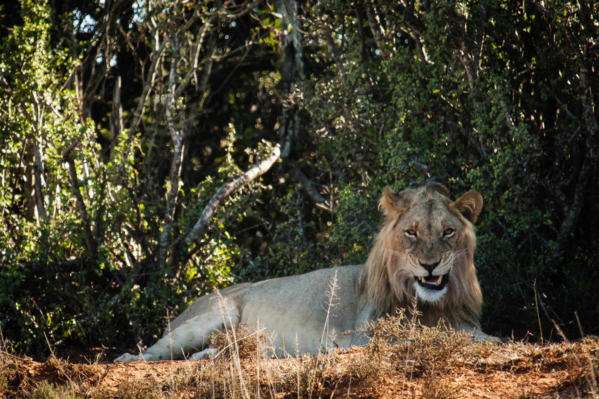 Male Lion, Addo Elephant NP, South Africa