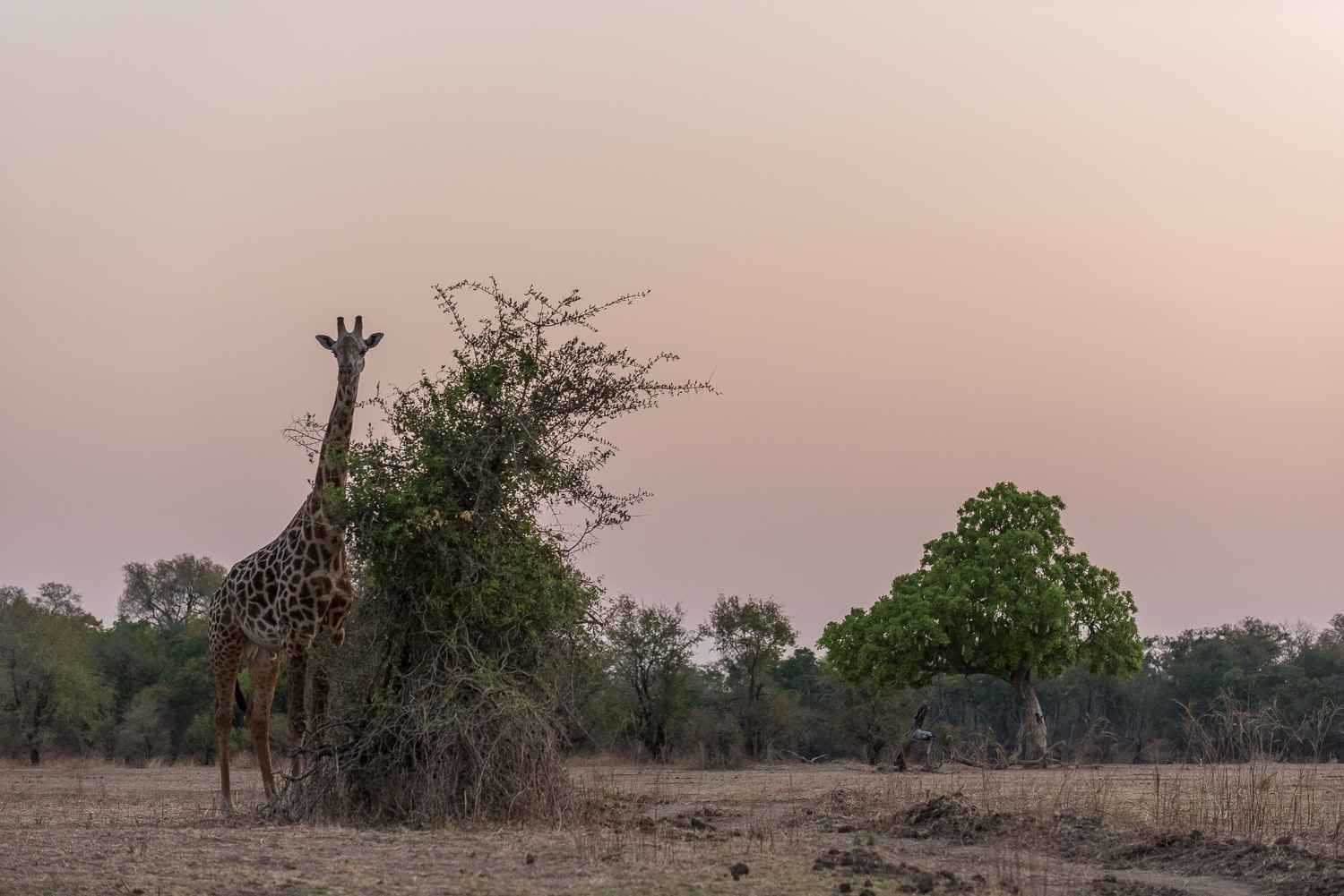 Male Giraffe, Chindeni Lodge, South Luangwa, Zambia