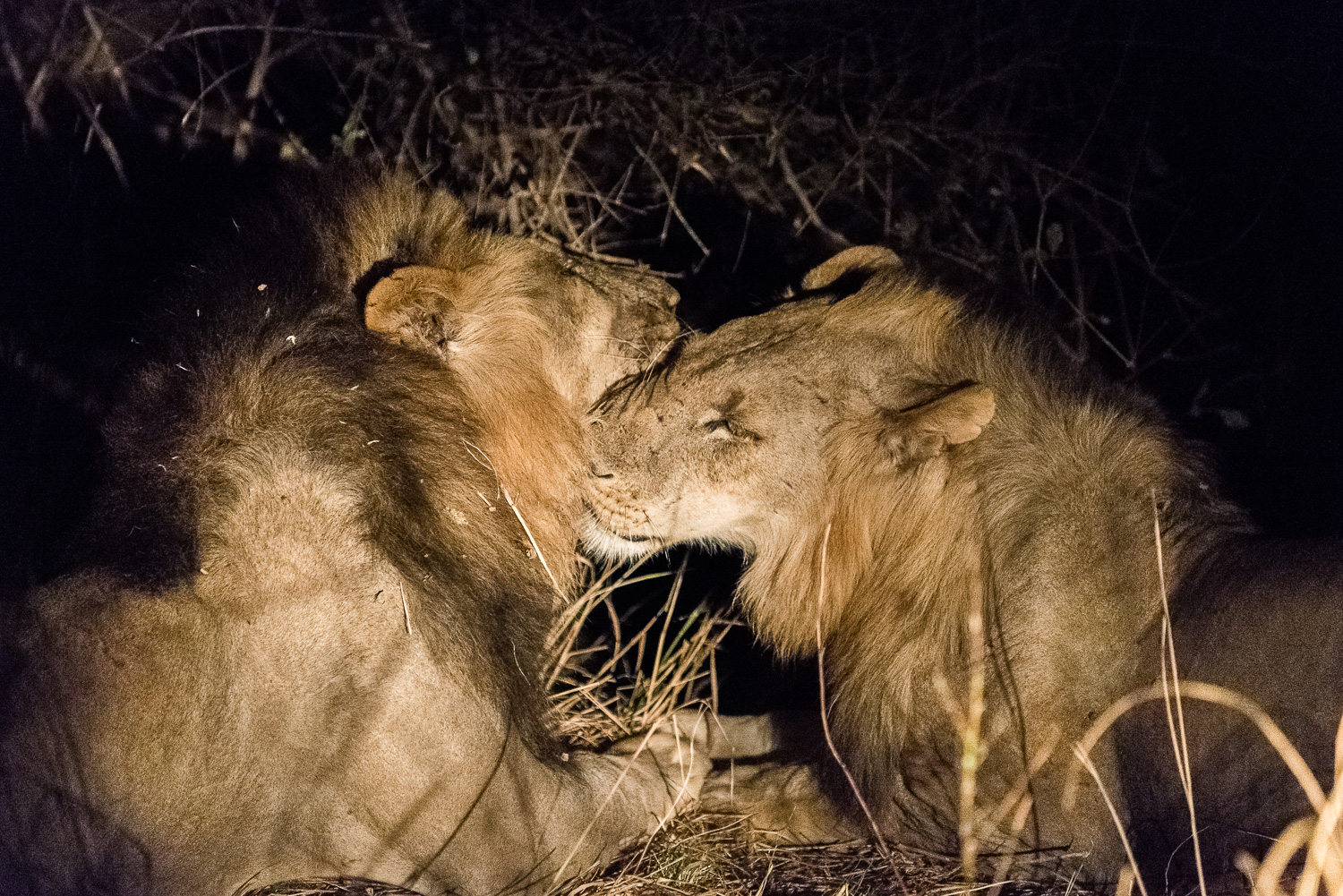 Male Lions, Kapamba Lodge, South Luangwa, Zambia