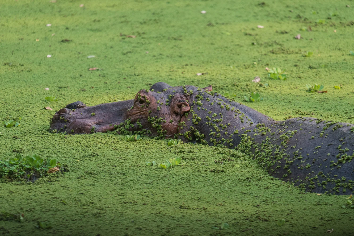 Hippopotamus, Bilimungwe Lodge, South Luangwa, Zambia