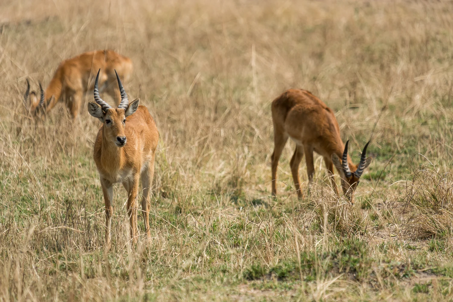 Male Pukus, Bilimungwe Lodge, South Luangwa, Zambia