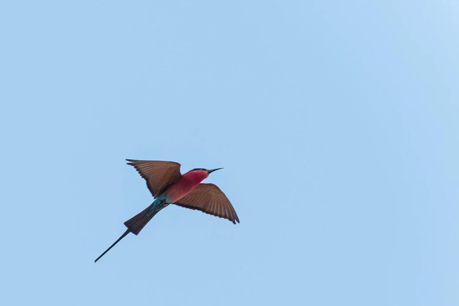 Carmine, Kapamba Lodge, South Luangwa, Zambia