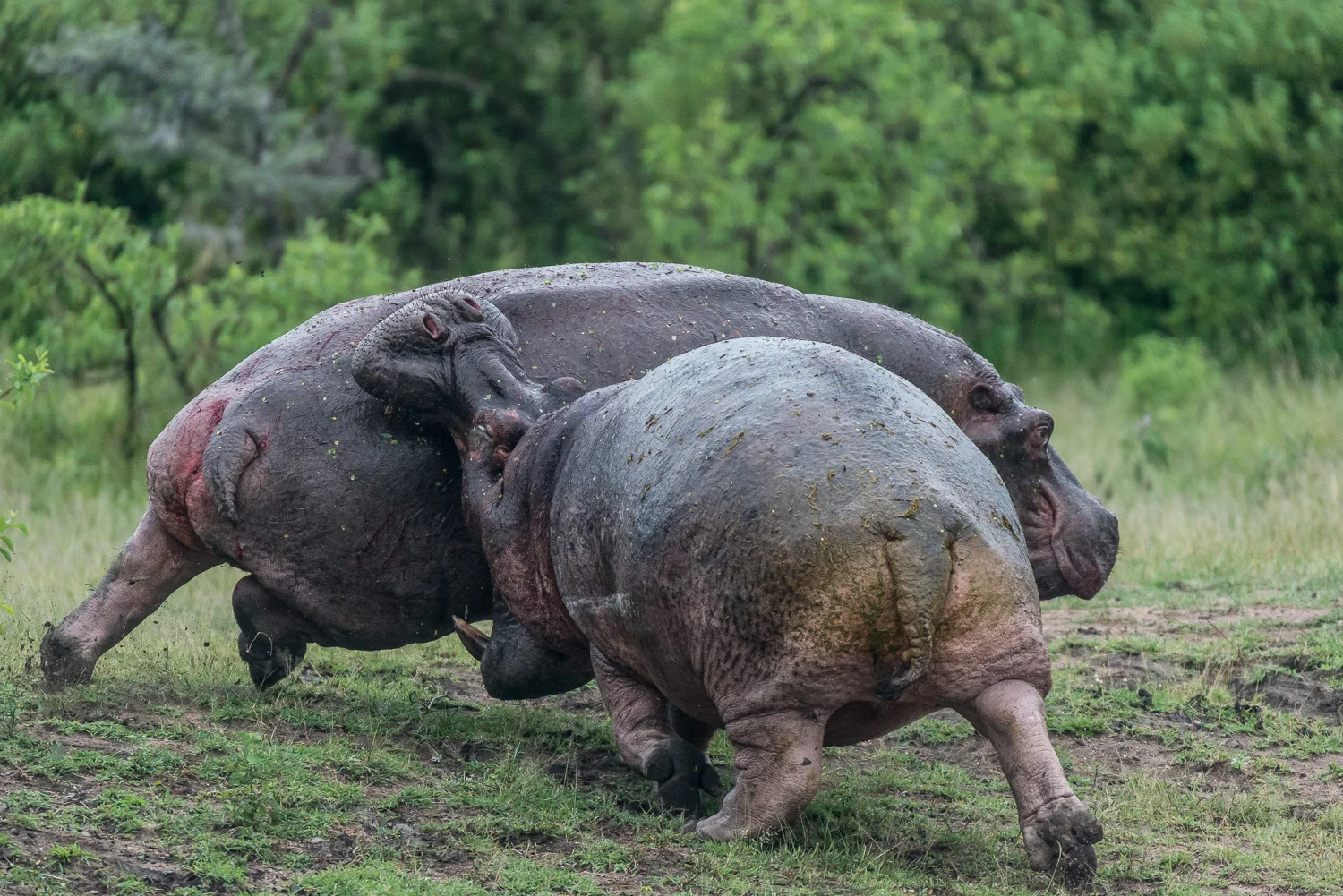 Hyppopotamus Fight, Serengeti