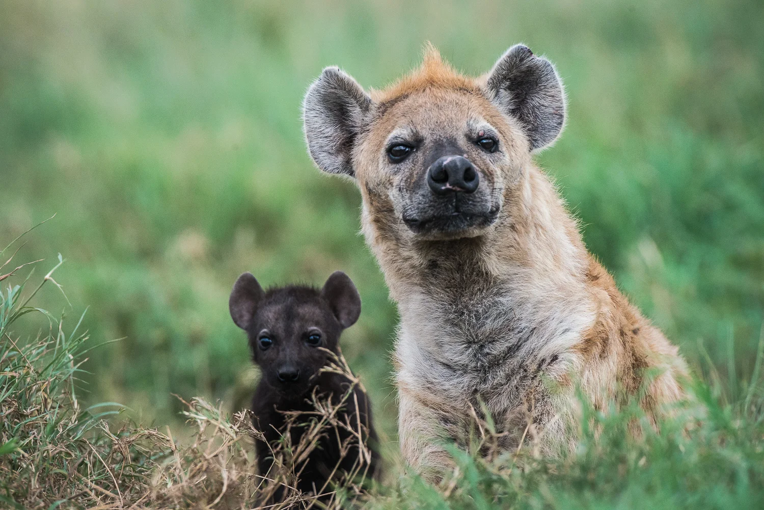 Hyena and cub, Serengeti