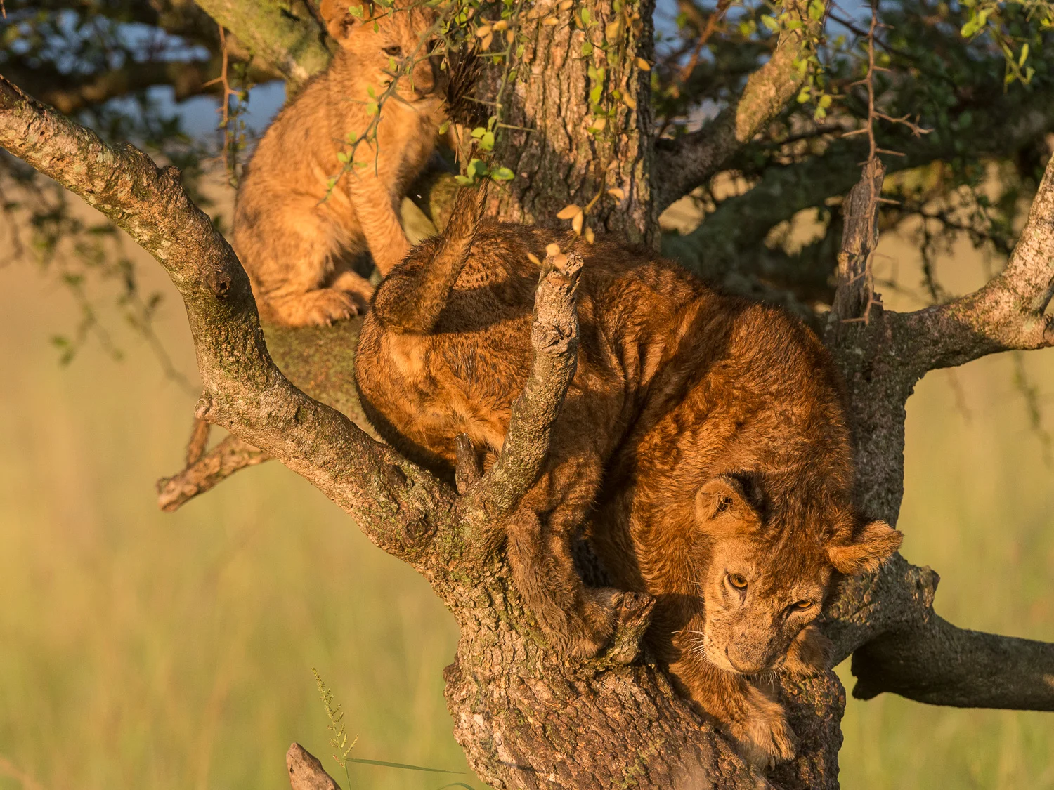 Lions in a Tree, Serengeti