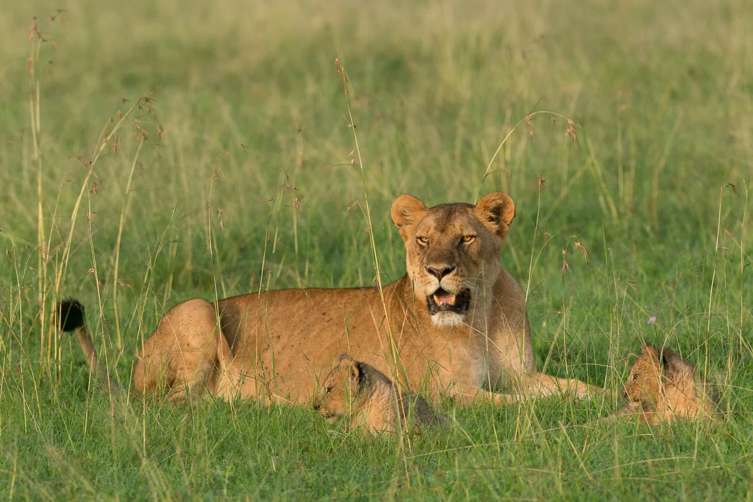 Lions, Serengeti