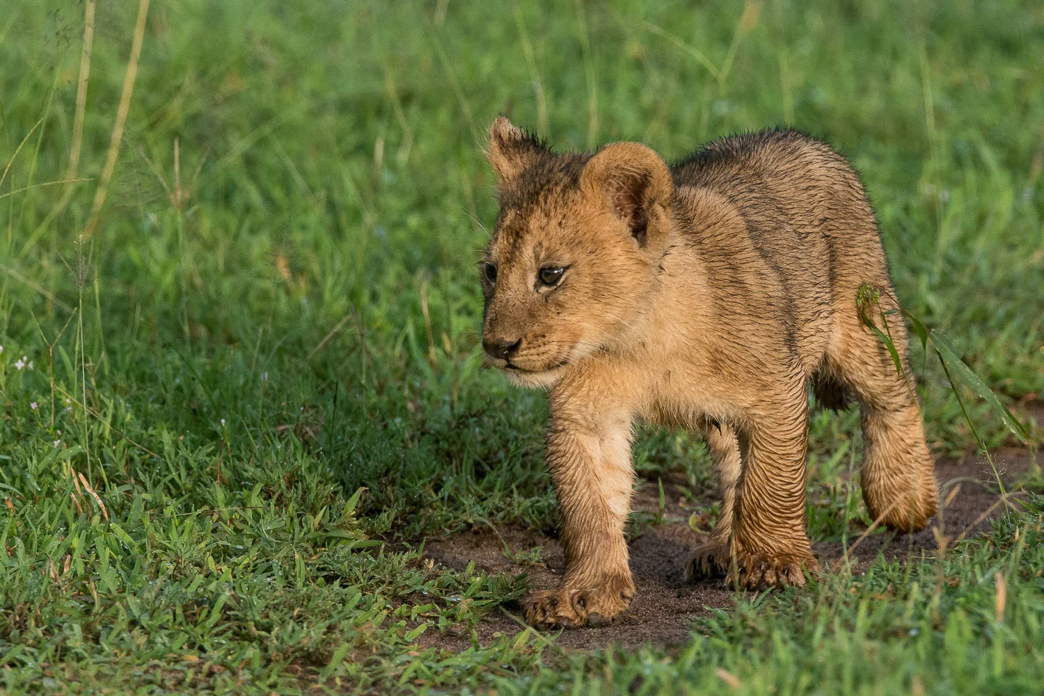 Lion Cub, Serengeti