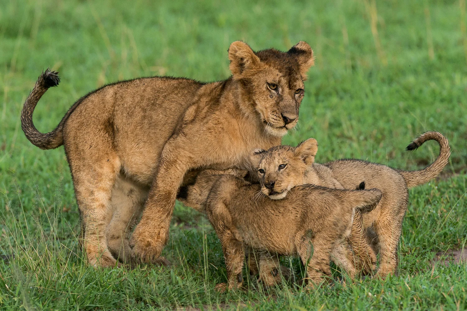 Lion Cubs, Serengeti