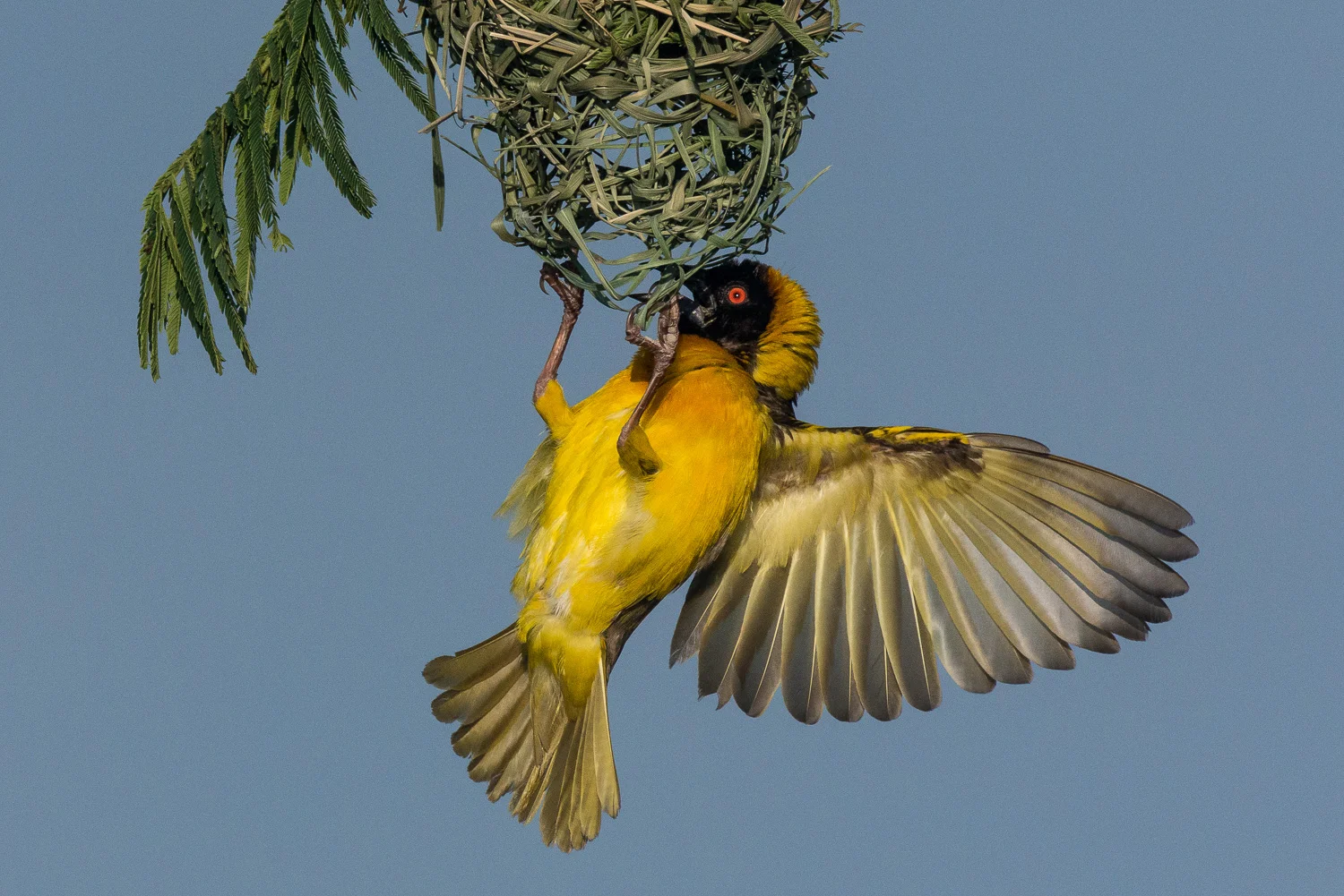 Black Headed Weaver, Serengeti