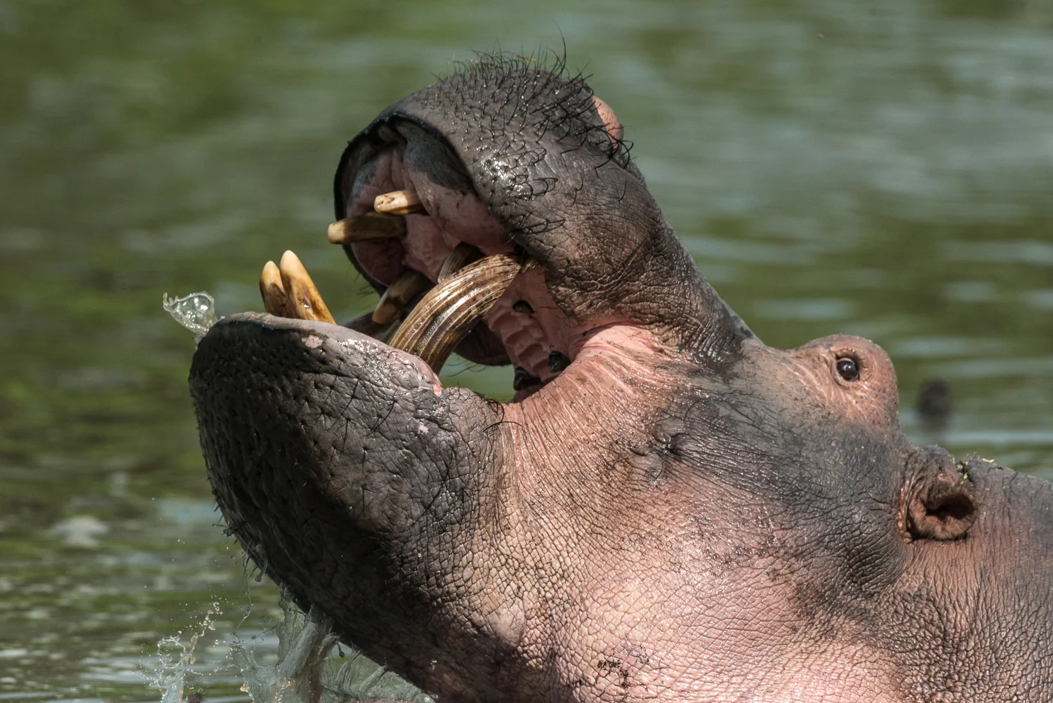 Hyppopotamus, Serengeti