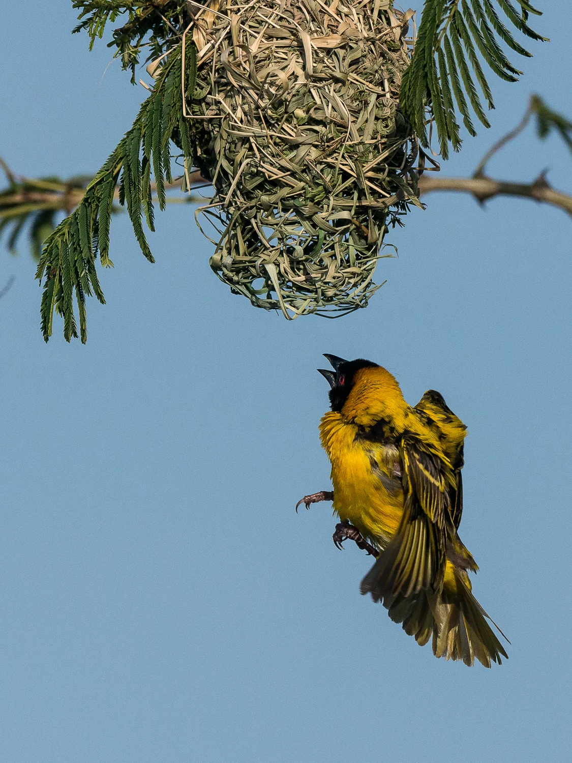 Black Headed Weaver, Serengeti