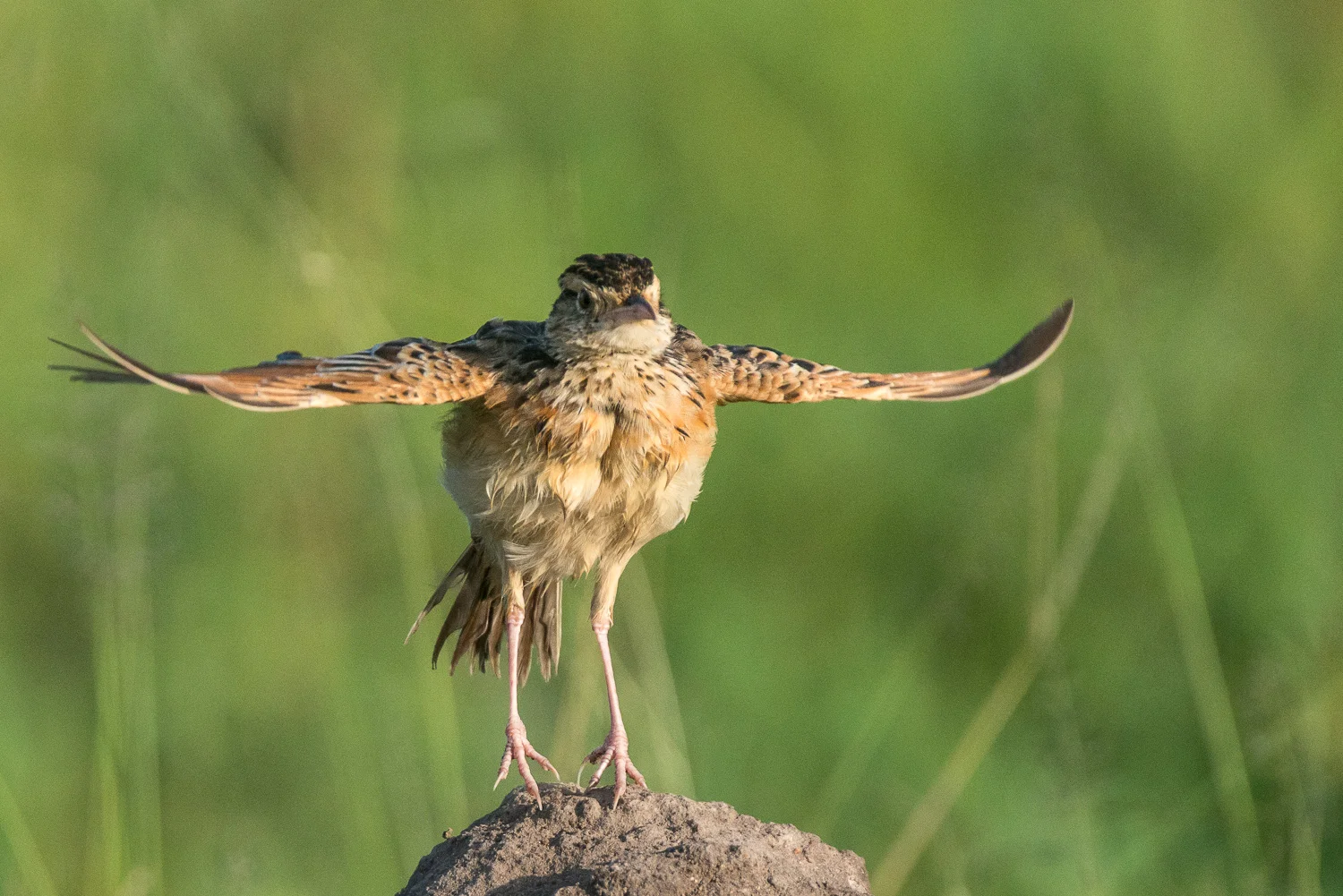 Rufous Naped Lark, Serengeti