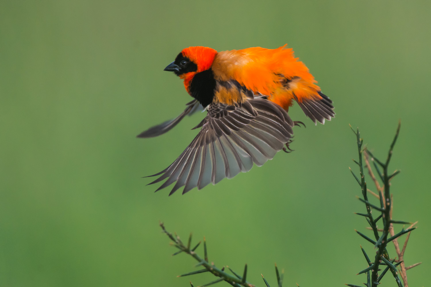Southern Red Bishop, Serengeti