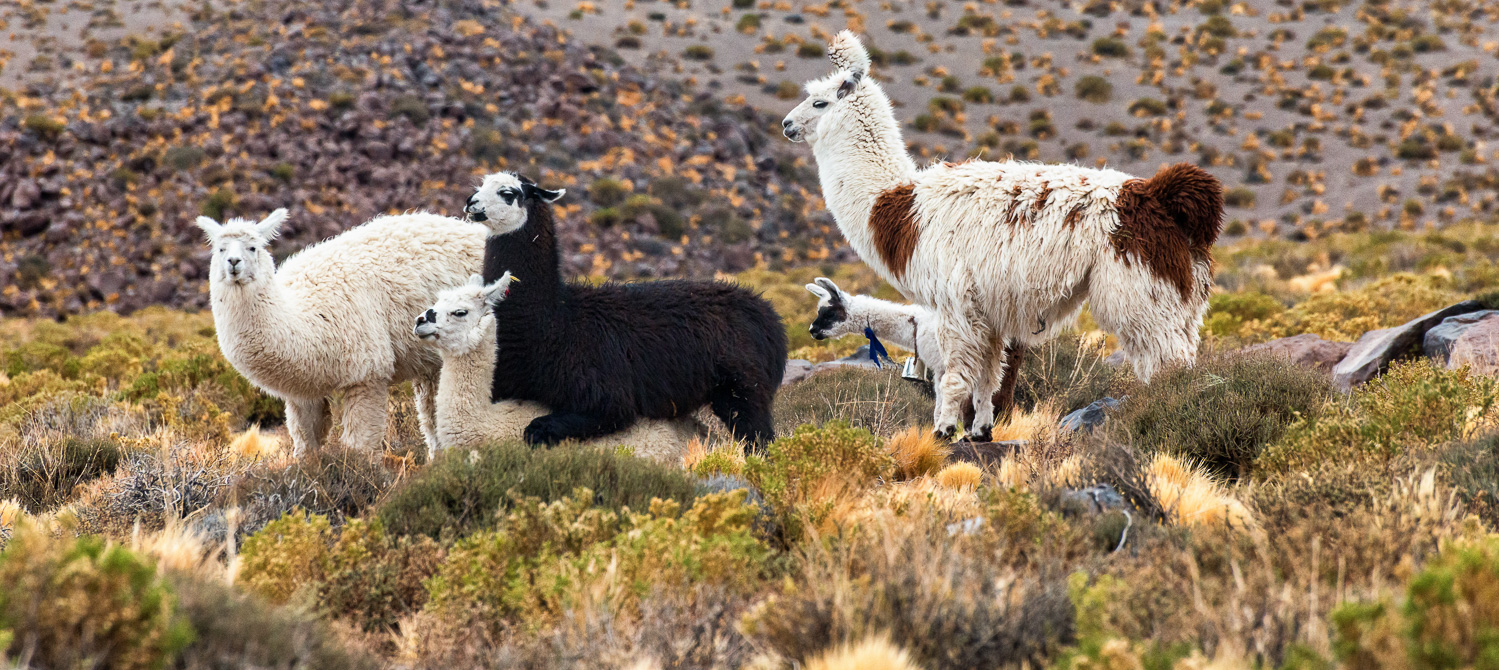 Alpaca, Altiplano, Chile