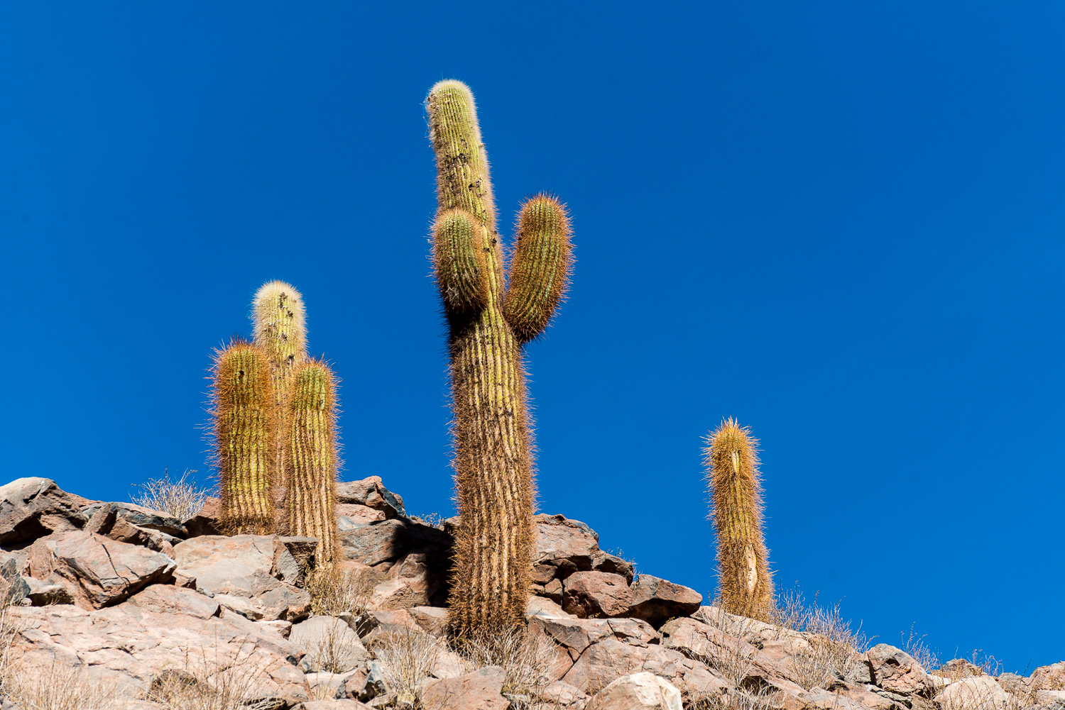 Cactus, Guatin, Atacama Desert, Chile
