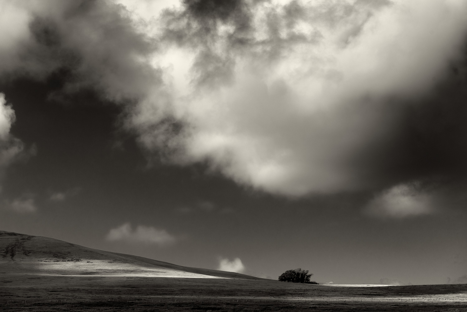 Trees, Puakatiki, Easter Island, Chile