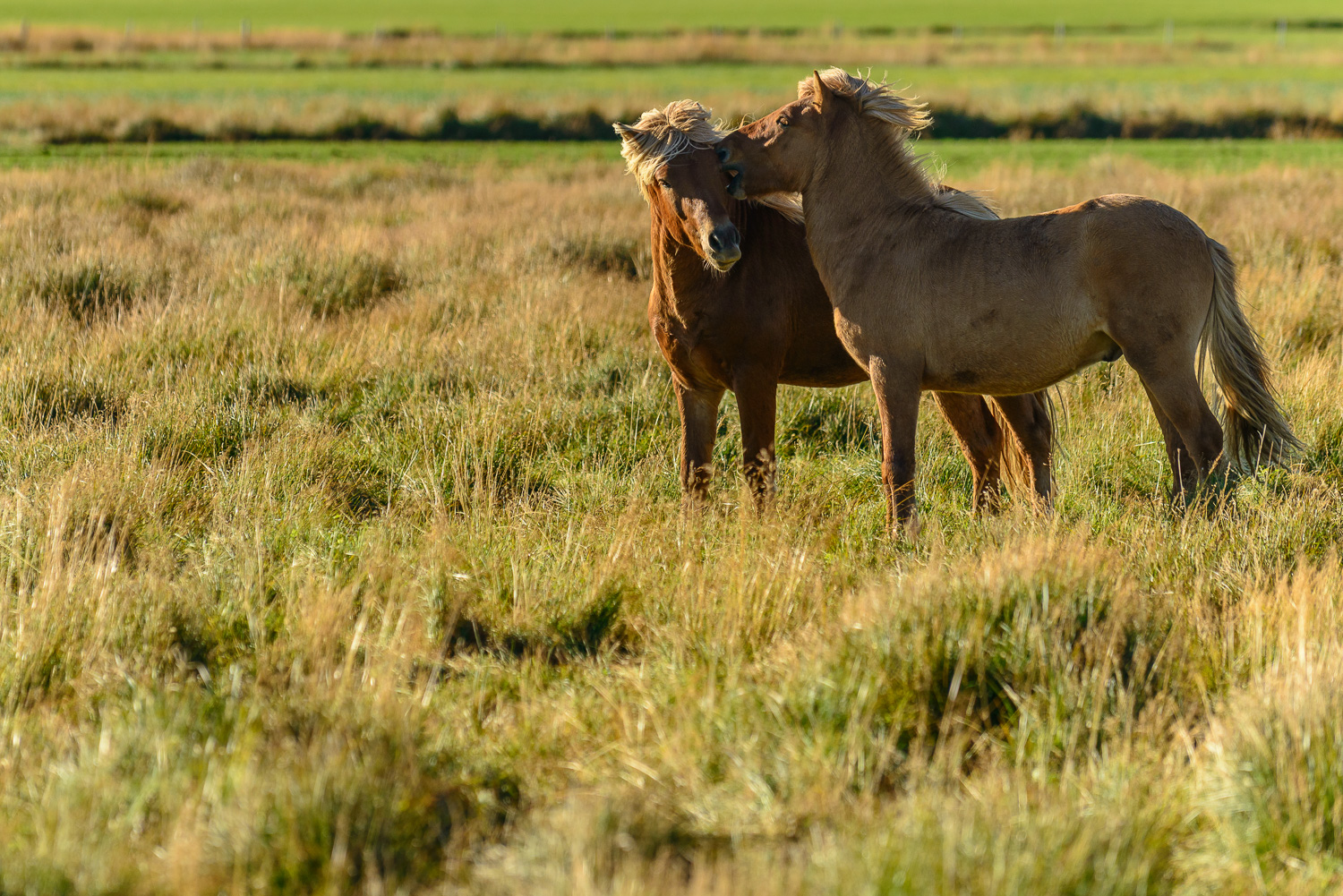 Icelandic Horses, Iceland