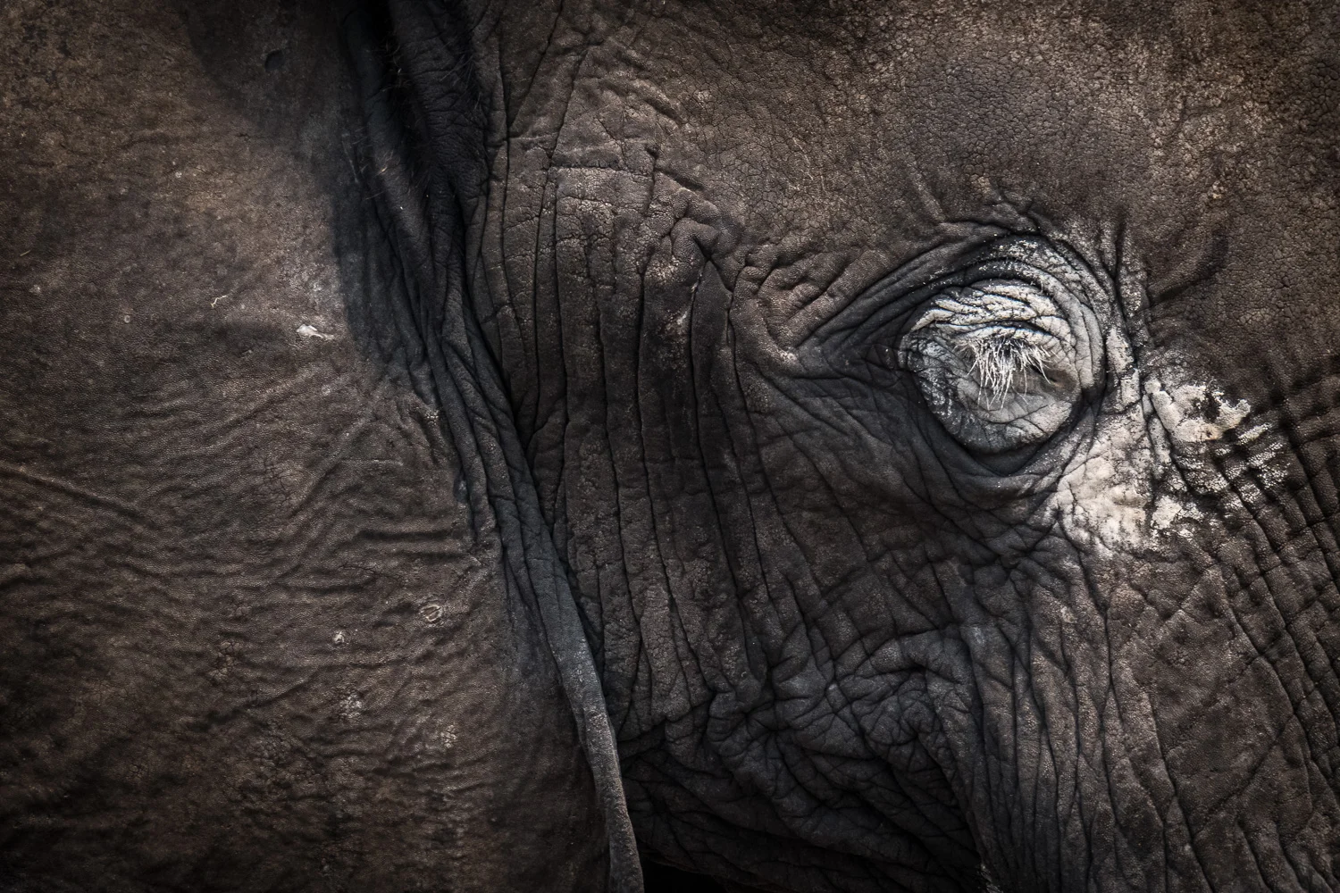 Elephant, Chobe National Park, Botswana