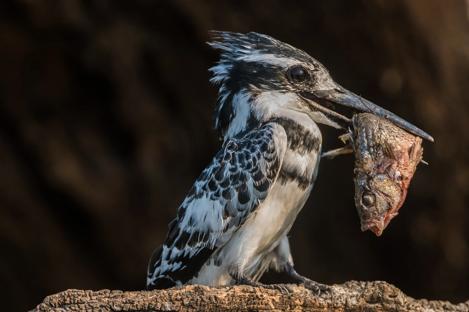 Pied kingfisher, Chobe National Park, Botswana